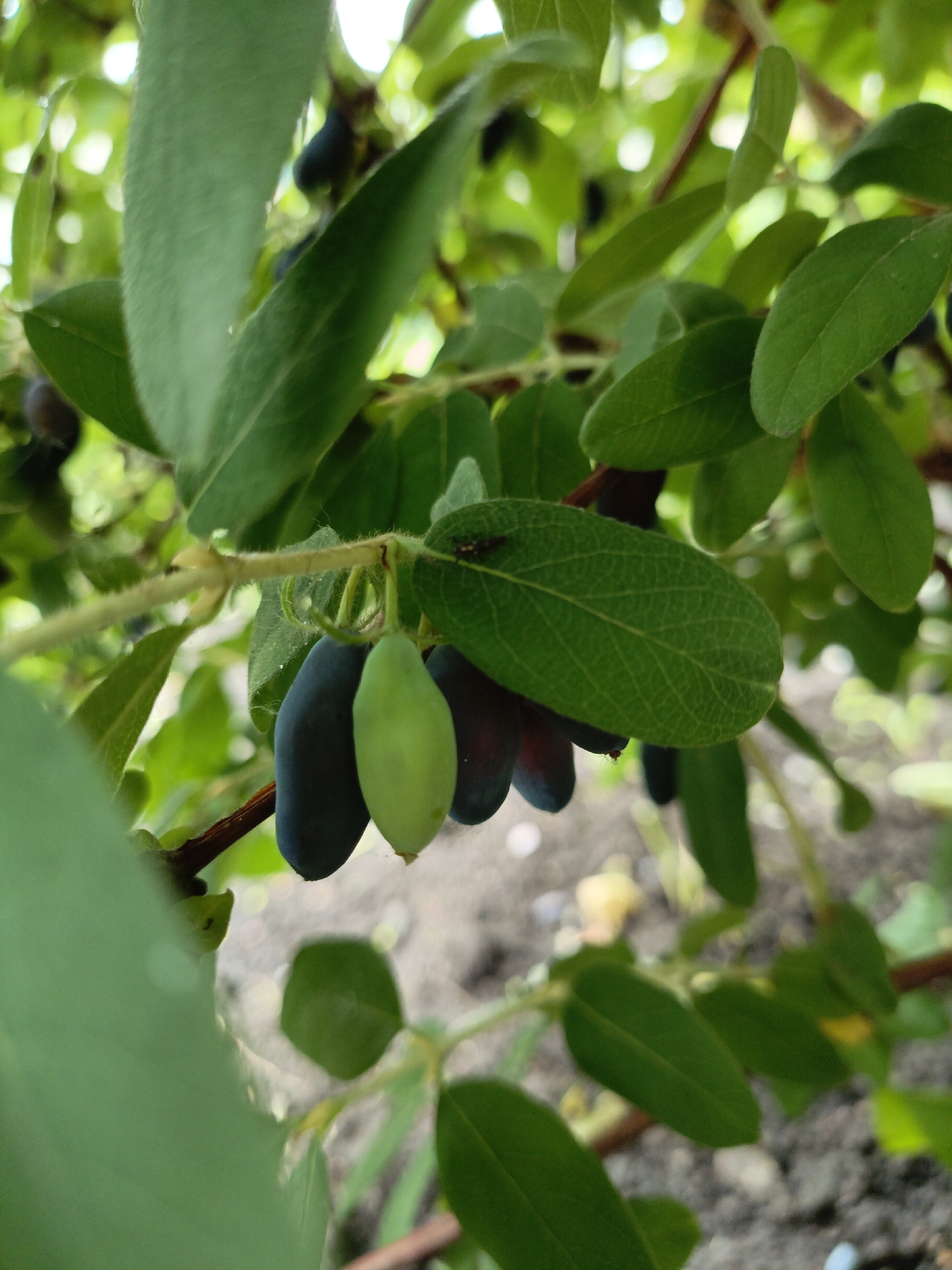 The image shows a close-up of honeysuckle berries growing on a branch. There are several dark blue and one light green berry visible, clustered together. The berries are elongated and oval-shaped. The surrounding foliage is lush and green, with leaves of varying sizes and shapes. The background is a blur of green and brown, suggesting an outdoor setting in a garden or natural environment. The image does not contain any information about the city of Kumertau, Russia.