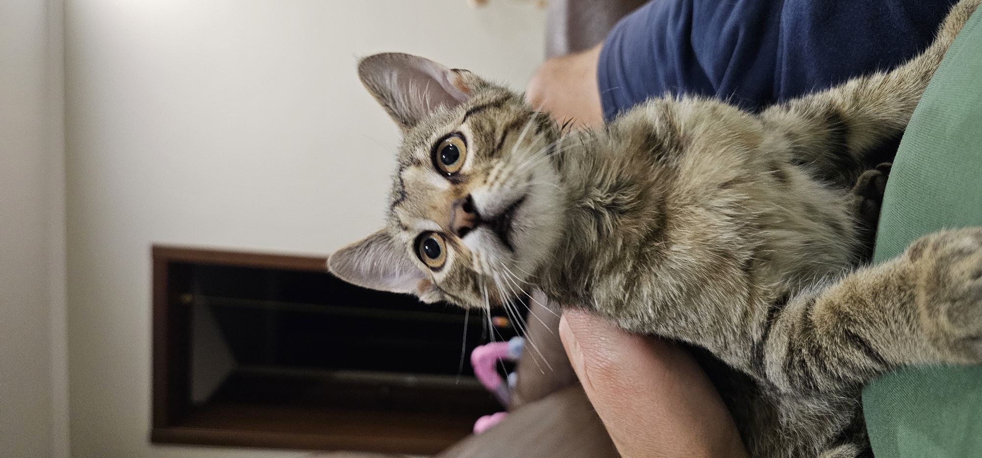 A young tabby cat with wide, alert eyes gazes upwards. Its fur is a mix of brown, black, and tan stripes. The cat is being held by a person whose hand is visible on its side. The background is softly blurred, showing a wall and a doorway. The scene appears to be indoors, possibly in a home. There is no information in the image to indicate a location in the city of Григорівка, Ukraine.