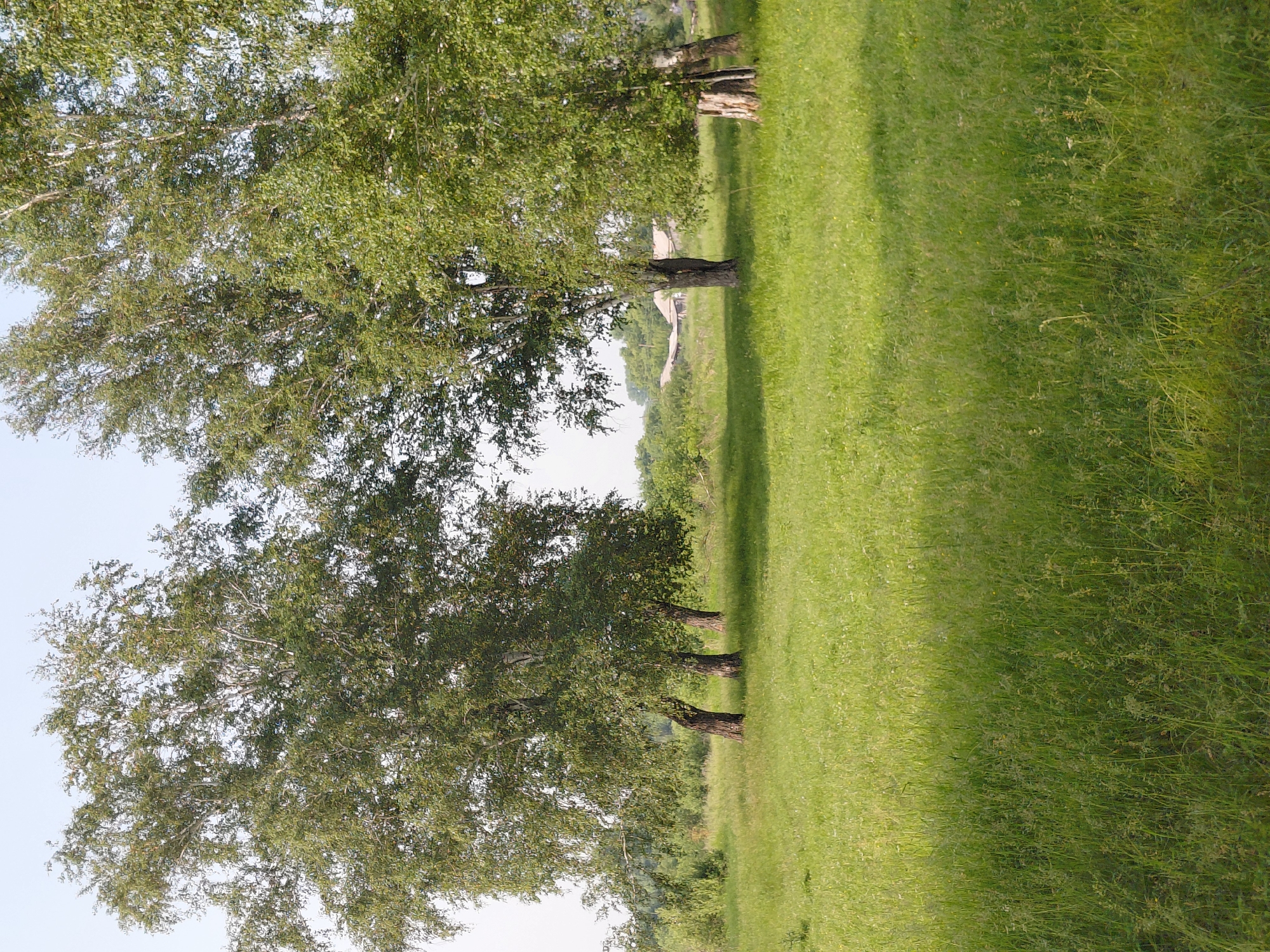 The image shows a grassy field with several birch trees in the foreground and midground. In the background, there are some buildings that appear to be part of a rural settlement. The sky is clear and pale blue. The scene is a natural landscape with hints of human habitation. The location is identified as Novosyolovo, Russia.