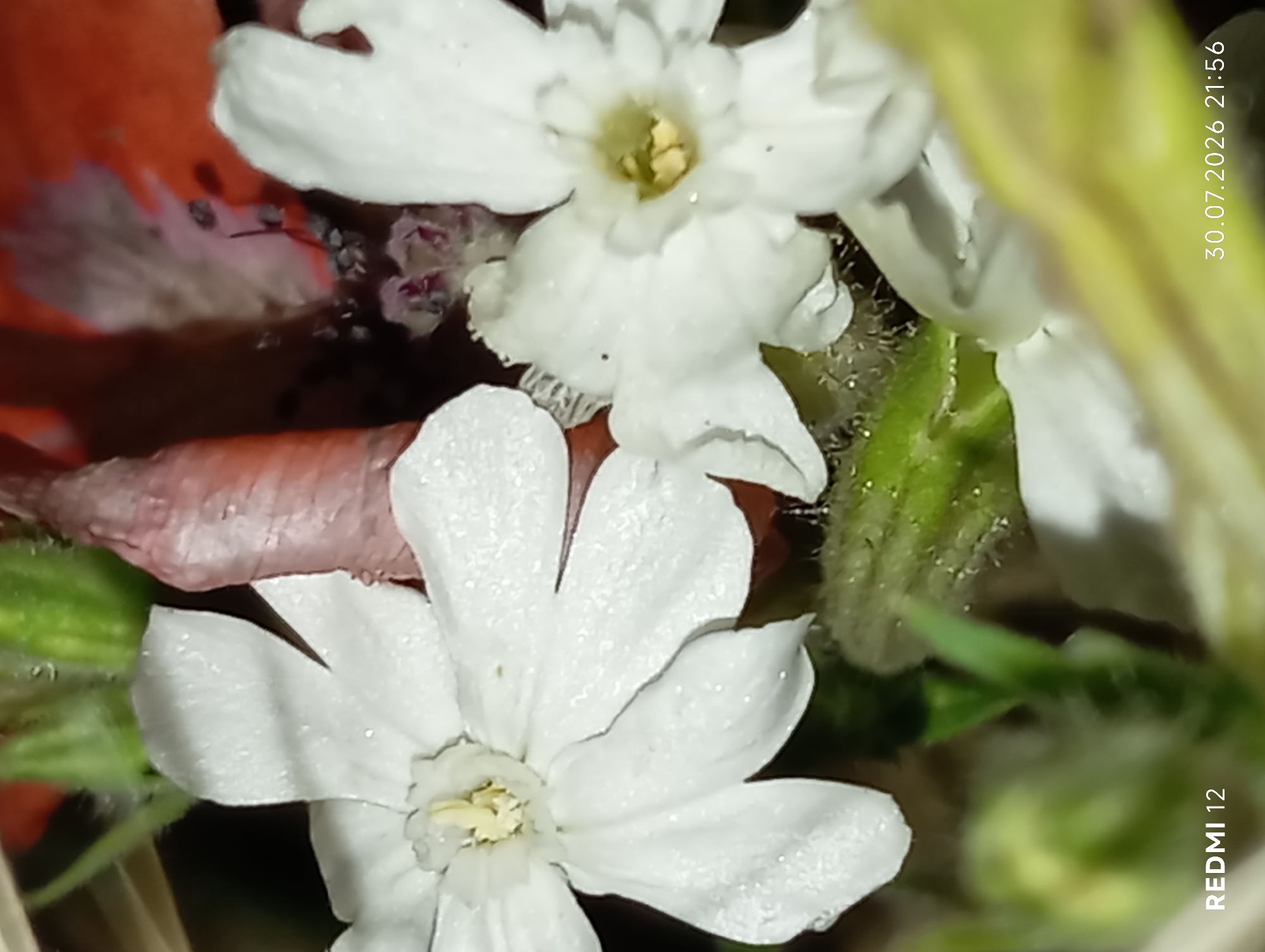 A close-up photograph captures two white flowers with delicate petals and yellow centers, appearing wet with dew or water droplets. The flowers are surrounded by green foliage and a blurred pinkish-red object in the background. A partial view of a thin, pink, elongated object is visible behind the flowers. The lower left corner displays "REDMI 12" text, and the lower right corner shows "30.07.2026 21:56". The image was taken in Smila, Ukraine.