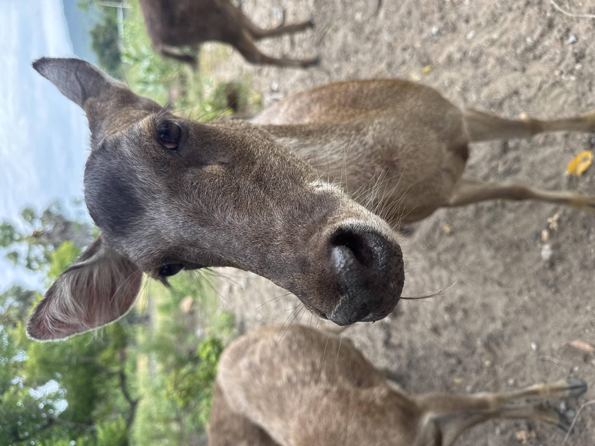 An adult deer is shown in a close-up, eye-level shot in an outdoor setting. The deer's head is turned towards the camera, with its right ear visible and erect, while its left ear is slightly folded back. The deer's fur is a muted brown, and its eyes are dark and observant. The nose is dark and wet, with a strand of hair hanging from it. In the background, another deer is partially visible, appearing to be walking away. The ground is covered in dirt and small stones. The background is blurred, suggesting a shallow depth of field, but hints of green foliage, possibly trees and bushes, are discernible, along with a cloudy sky. The lighting appears natural, indicating it is daytime. The scene is likely in a natural or semi-natural environment, possibly a sanctuary or a park, within Ko Samui District, Thailand.