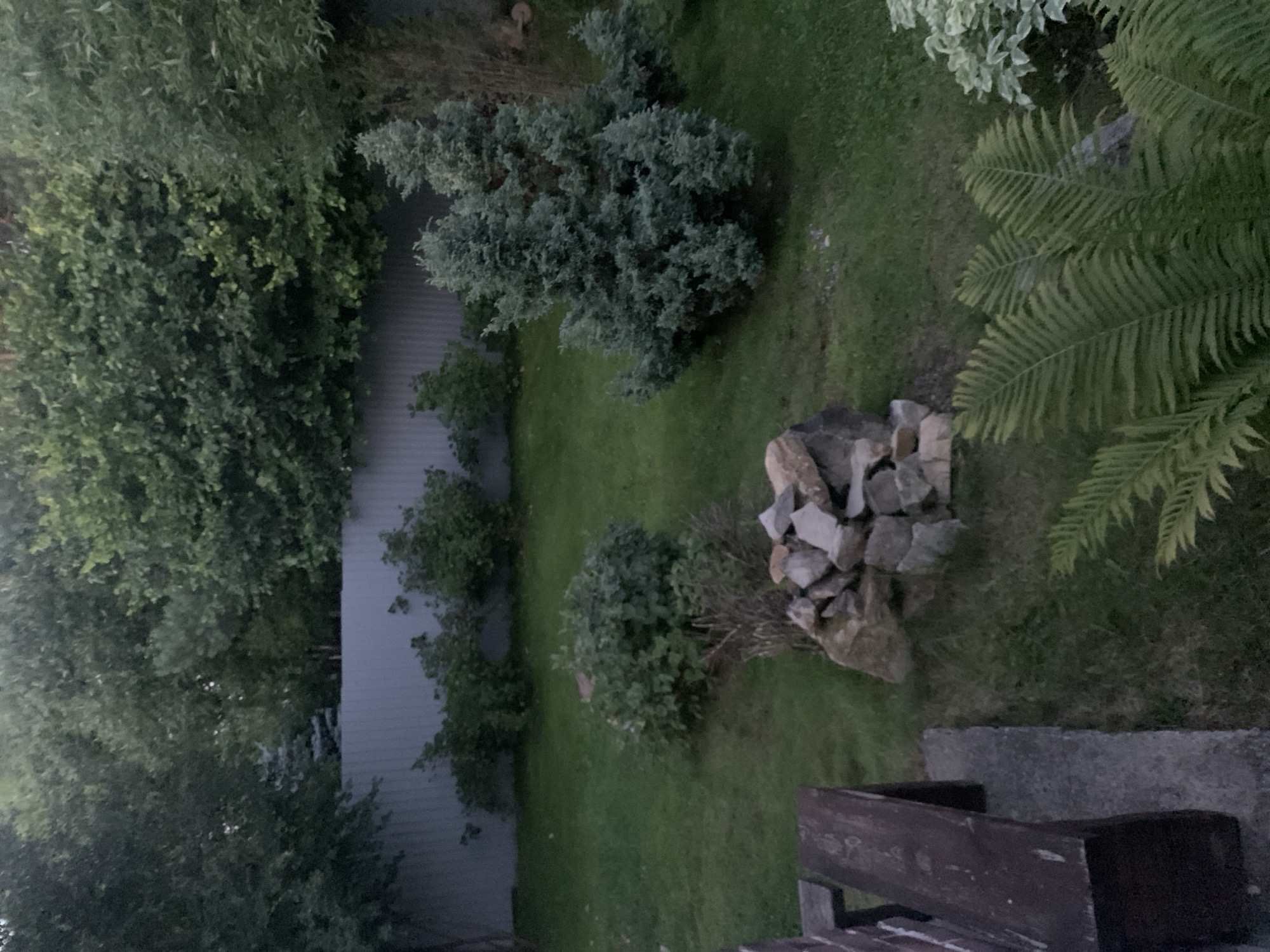 An exterior, medium-shot photograph captures a backyard scene at dusk. The foreground is dominated by a dark brown wooden bench situated on a gray concrete slab on the left side of the frame. To the right of the bench, a pile of medium-sized gray and brown stones is arranged on a green lawn. In the midground, a large, lush green shrub is present, with a smaller, dry, twiggy plant to its right. Further into the yard, a dense, blue-green evergreen tree stands prominently. Beyond this, a grey fence stretches across the background, behind which a dense line of trees and foliage creates a natural barrier. The lighting suggests twilight, casting a diffused, dim illumination over the scene. There are no people or animals visible in the image.