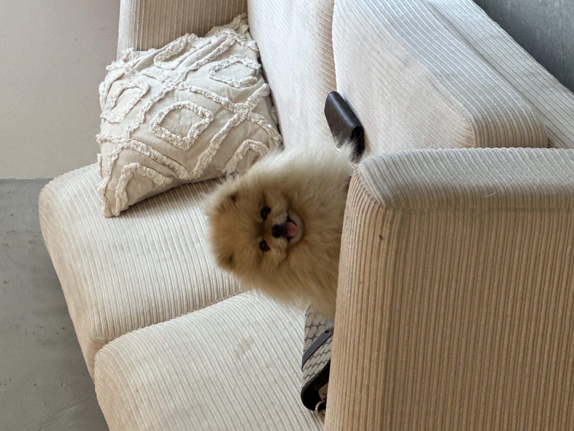 A medium shot captures a cream-colored, corduroy-textured sofa with a tan Pomeranian dog peering between the seat cushion and armrest. A cream-colored, patterned pillow rests on the sofa behind the dog. A black object, possibly a bag or shoe, is visible beneath the dog. The setting is indoors, with a wall or floor visible in the background. The location is not discernible from the image.