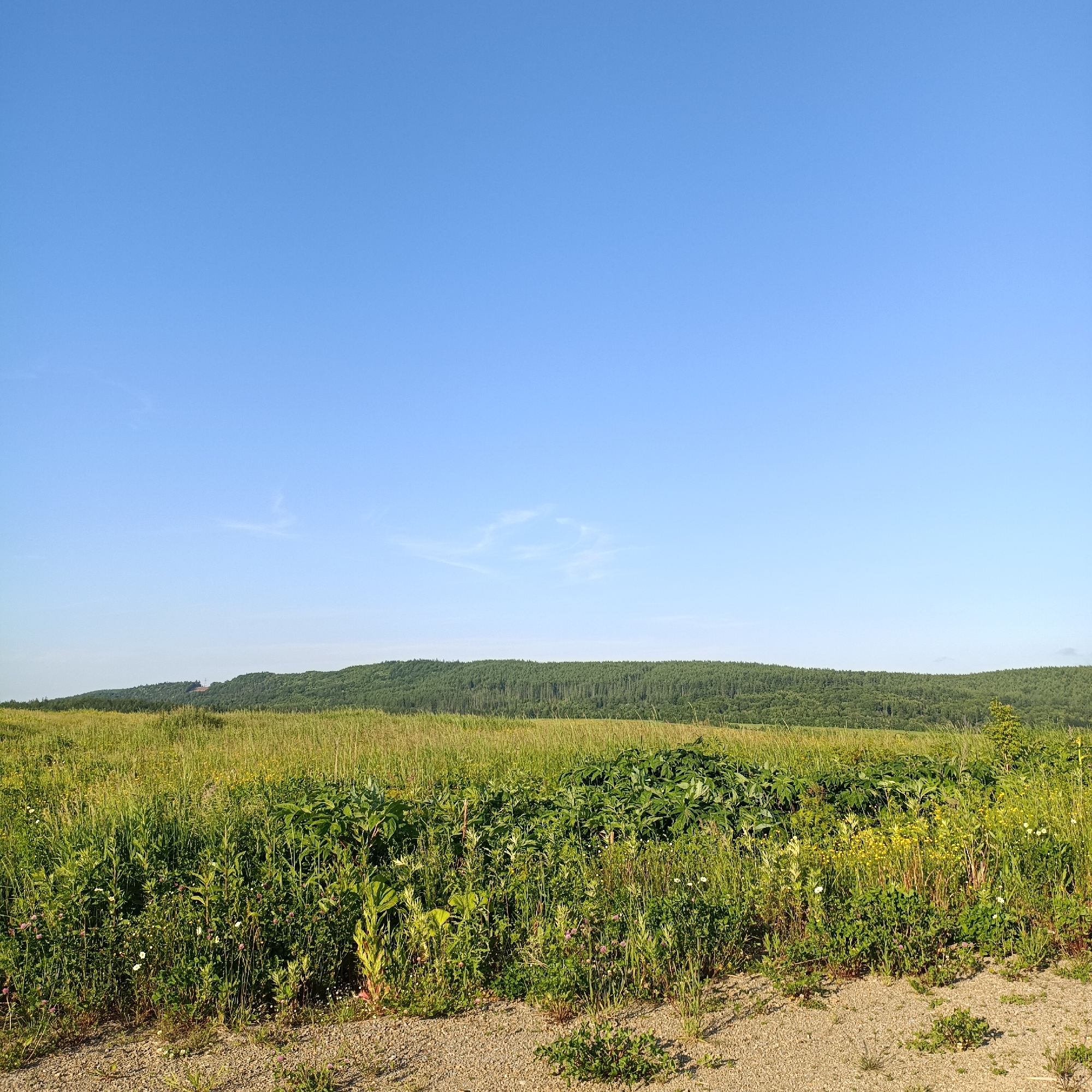 The image depicts a wide-angle, eye-level outdoor view of a natural landscape under a clear blue sky. The foreground is dominated by a dirt path with small pebbles and sparse green vegetation. This transitions into a dense field of tall, green grass and various wildflowers, with some larger, broad-leafed plants interspersed. In the mid-ground, a rolling hill covered in a dense forest of pine trees stretches across the horizon. A faint, wispy cloud is visible in the upper portion of the sky. The overall scene is a serene, natural environment, likely in a rural or undeveloped area. The image does not contain any people, animals, or man-made structures, except for a distant tower-like structure on the crest of the forested hill. The specific location in Chapaevo, Russia, is not visually identifiable from the provided image alone, but it is described as a scene of natural beauty in that region.