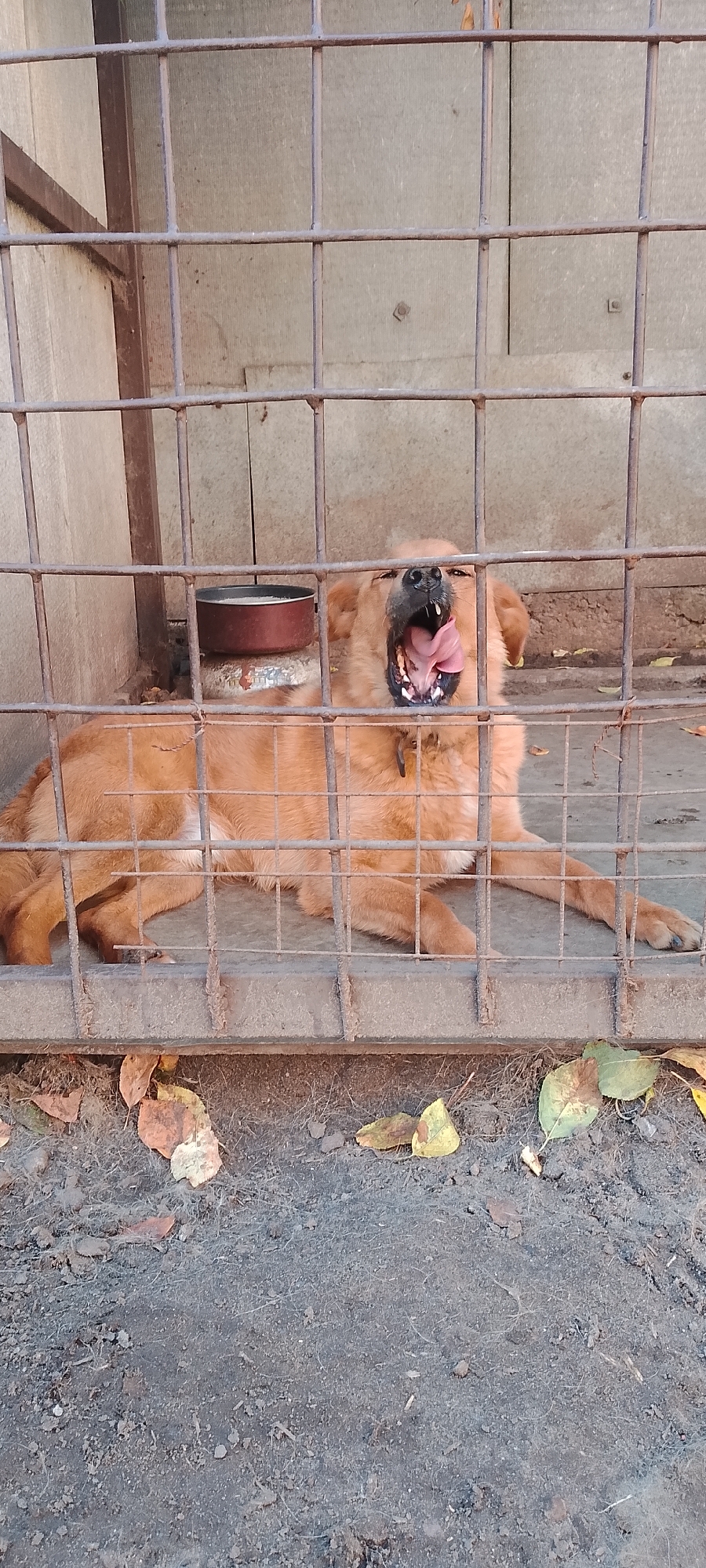 A medium shot captures a tan dog in a cage, its mouth wide open in a yawn, with its tongue extended. The dog is lying on a concrete floor inside a metal cage, with a rusty metal fence in the foreground and background. Behind the dog, a maroon food bowl sits on a cylindrical object. Scattered autumn leaves are visible on the ground outside the cage. The background wall is a light-colored, textured surface, possibly concrete or wood paneling. The scene appears to be an outdoor enclosure, possibly at an animal shelter or a private residence, given the concrete floor and the wire fencing. The lighting suggests it is daytime. The image is focused on the dog and its action of yawning. There is no information in the image to indicate its location in Belgorod, Russia.