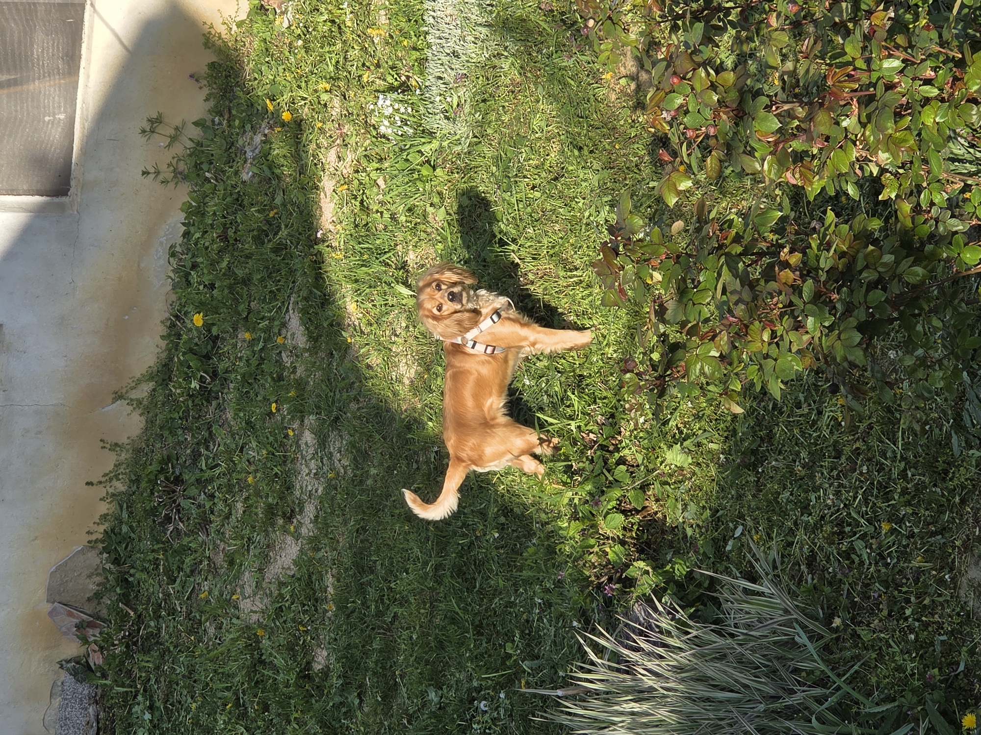 The image shows a tan-colored dog wearing a harness, standing on its hind legs in a grassy area. The dog appears to be looking directly at the camera. The grass is interspersed with various weeds and plants, with a bush visible on the right side. A concrete structure is partially visible on the left side of the image. The location is in Balabansko, Bulgaria.