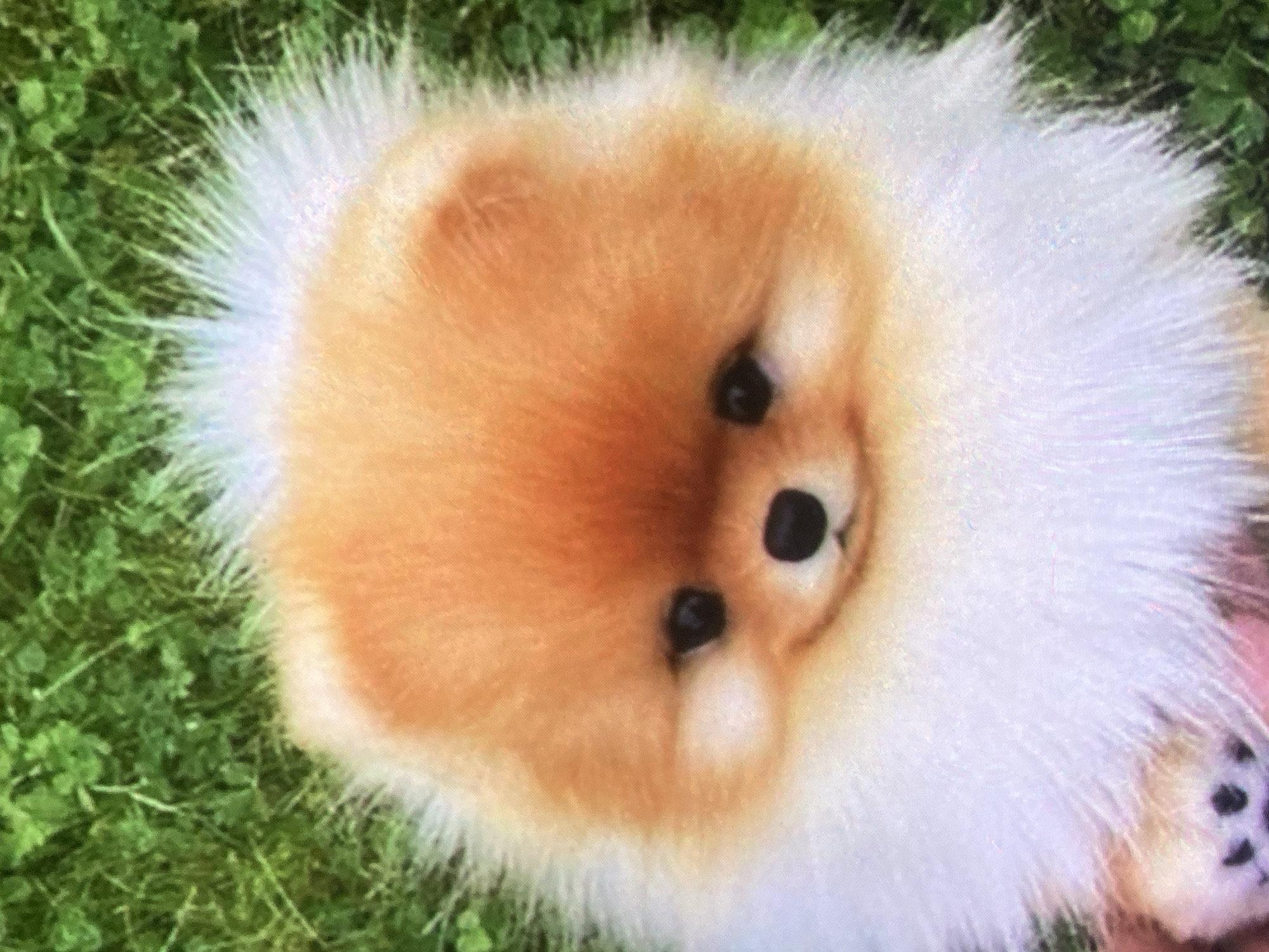 The image shows a close-up of a fluffy, orange and white Pomeranian puppy sitting on green grass. The puppy's face is the primary focus, with its dark eyes, black nose, and a slight smile. The background consists of blurred green grass and clover. There is no indication of the city of Ustyvytsia, Ukraine, or any urban elements in the image.