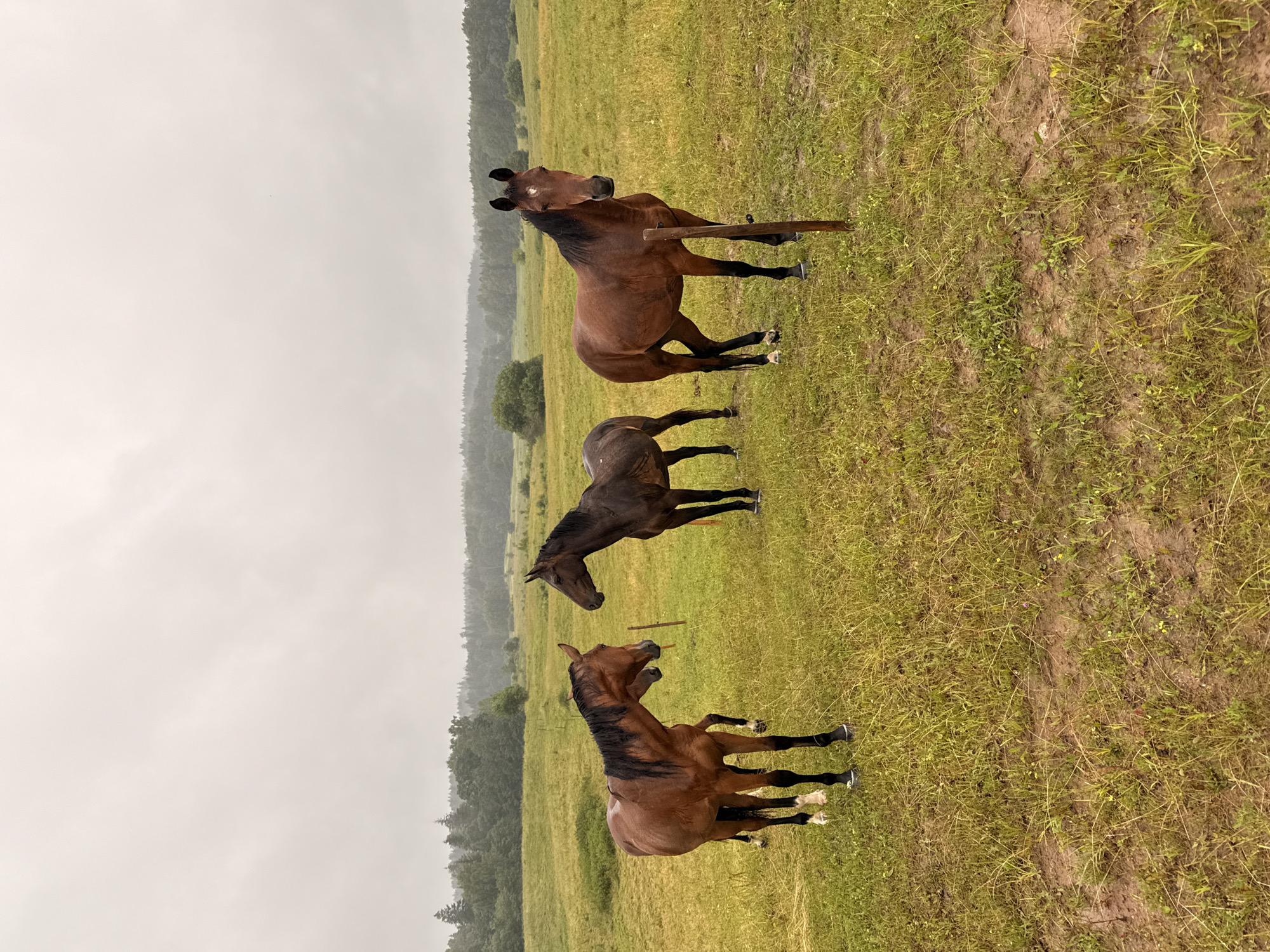 The image depicts a pastoral scene with three horses in a grassy field under an overcast sky. The horses are of brown and dark brown coloration. One horse on the left, a bay, is turned to the left and appears to be interacting with another horse to its right. This second horse, a darker bay, is facing left and slightly away from the camera. A third horse, also a bay, stands to the right and is facing forward, looking directly at the camera. The field is a mix of green grass and muddy patches. In the background, a line of trees forms a forest edge, and further in the distance, the landscape appears hilly and misty. The sky is a uniform light gray, suggesting cloudy or rainy weather. The setting is a rural area, likely a pasture or paddock. The location is identified as being in the vicinity of Galinė, Lithuania.