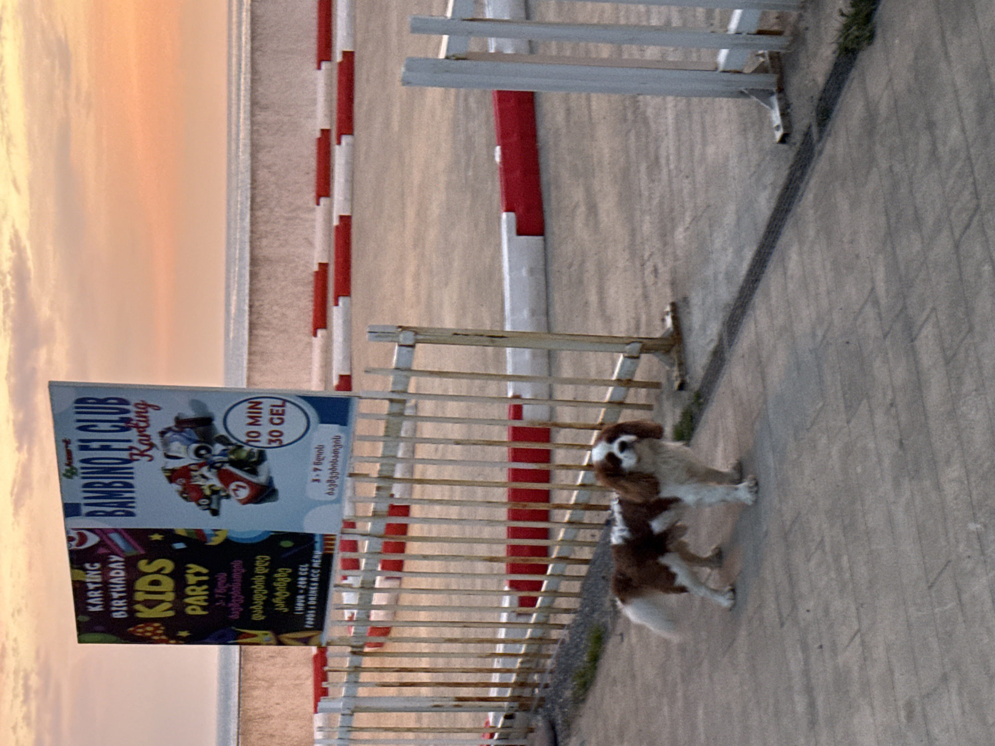 The image depicts an outdoor scene, likely a promotional advertisement or announcement. A vertically oriented sign is prominently visible, advertising "BAMBINO F1 CLUB Karting," mentioning "Karting Birthday Kids Party" for children aged 3-7. The sign indicates that 10 minutes costs 30 GEL, and a party costs 200 GEL, including food, drinks, and an ACC menu.
A brown and white dog stands near a wooden fence in front of the sign. The background includes what appears to be a coastal area with a sunset or sunrise in the sky. The location is in an unknown city.