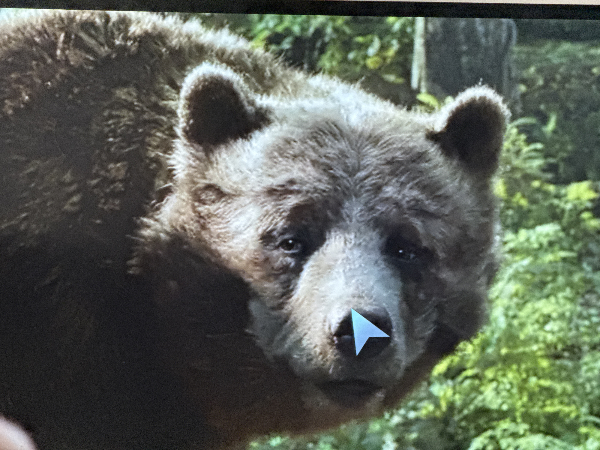 A close-up, slightly blurry image shows the face of a brown bear. The bear's fur is a mix of dark brown and lighter brown. Its eyes are dark and appear to be looking slightly to the left. The bear's nose is light brown and wet. A light blue arrow-shaped cursor is superimposed over the bear's nose. The background is out of focus and appears to be a lush green forest with some blurred trees. There are no people or man-made structures visible in the image, and no specific location in Boreti, Montenegro can be identified.