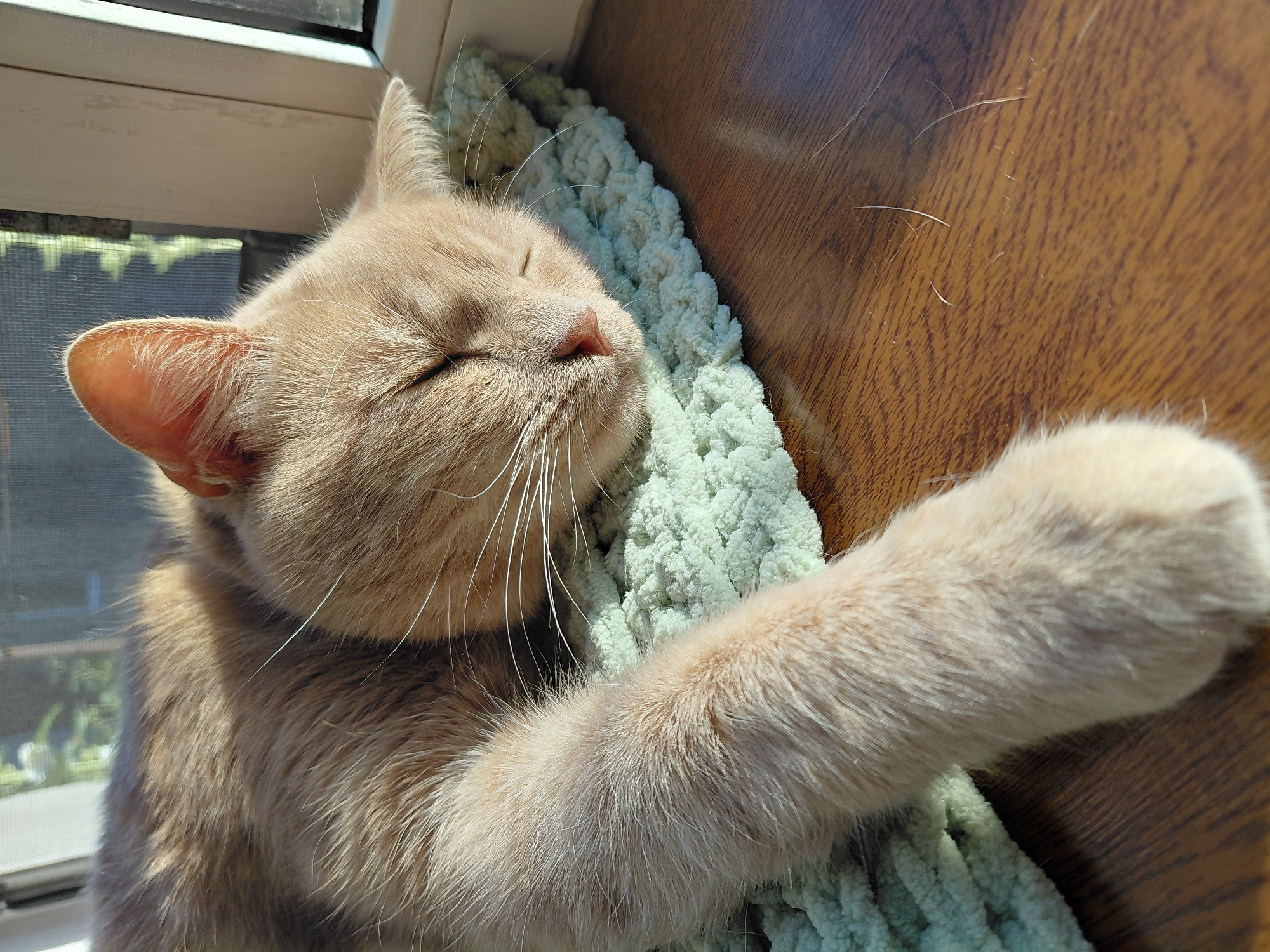 An orange cat sleeps peacefully on a light green crocheted blanket, positioned on a wooden surface near a window. The cat's eyes are closed, and its face is slightly turned towards the right. Sunlight streams in from the window, casting a warm glow on the cat's fur and creating shadows. The background shows a slightly out-of-focus view of greenery and a window frame. The wooden surface appears to be a table or windowsill, and a few strands of cat hair are visible on it.