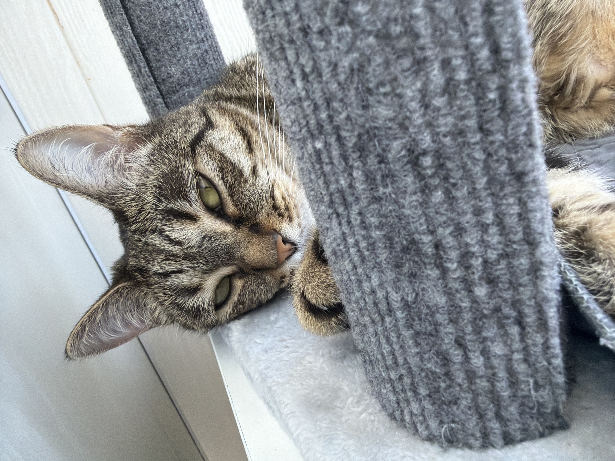 The image shows a close-up, eye-level view of a domestic tabby cat resting on a textured grey cat tree. The cat's head is turned towards the camera, with its green eyes open and looking forward. Its ears are pointed, and whiskers are visible. The cat's body is partially obscured by the grey material of the cat tree, but its paws are visible, with one resting on the soft surface of the cat tree. The background consists of a white vertical surface, possibly a wall or window frame, and a blurry view of what appears to be the interior of a building. There is no visible indication of the city of Tryokhgorny, Russia, in the image.