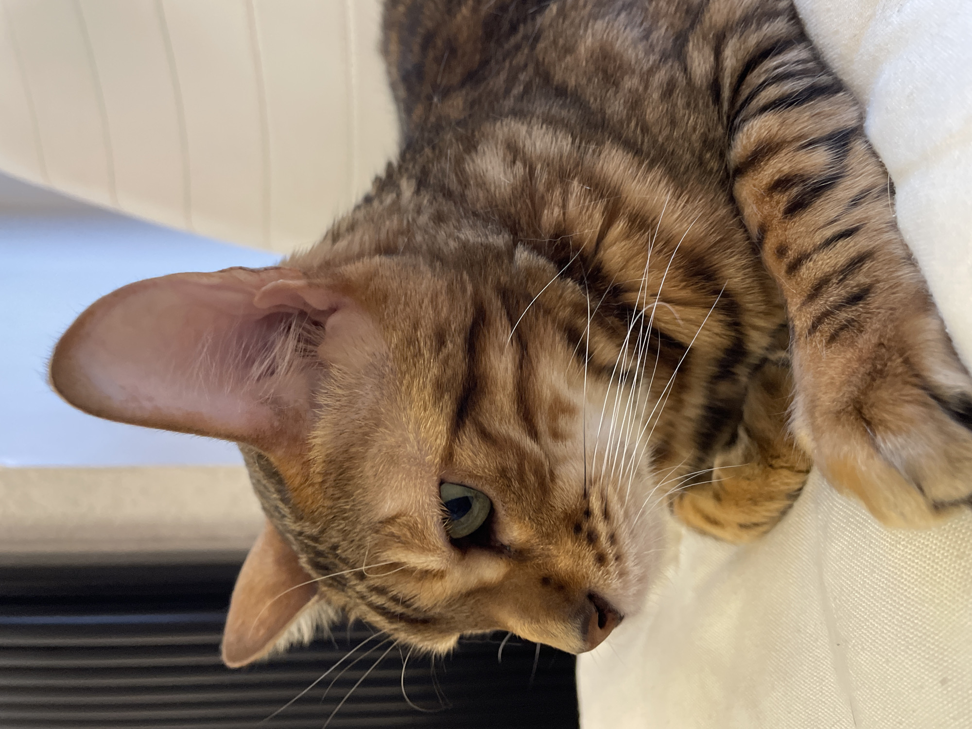 This image displays a domestic Bengal cat, situated indoors in Izhevsk, Russia. The cat is shown in a close-up side profile, lying on a light-colored, woven fabric surface. Its head is oriented to the left, revealing a green eye and prominent white whiskers. The fur is characterized by brown, gold, and black tabby stripes and spots. The background to the left consists of a dark, vertically ridged structure, while the background to the right is a plain, light-colored surface with subtle horizontal banding. The scene is evenly lit.