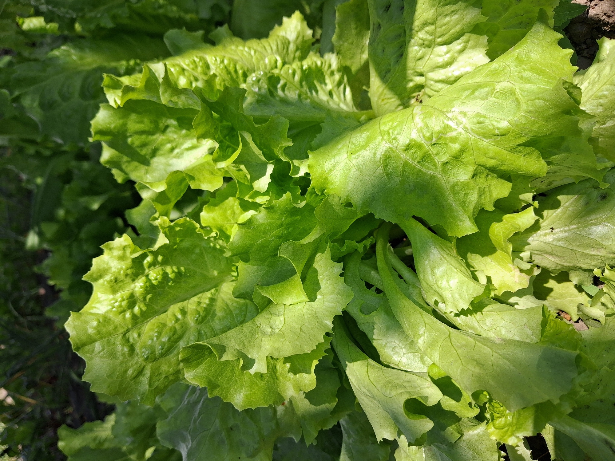 This media file is a close-up, high-angle shot of vibrant green lettuce leaves growing outdoors. The leaves are textured with a crinkled, ruffled appearance and some show subtle veins. Sunlight illuminates the foliage, creating bright highlights and dappled shadows, suggesting it is daytime. The background is softly blurred, but hints of dark soil and other green foliage indicate a garden or farm setting. The overall impression is one of fresh, healthy produce in a natural environment. There is no visible text. The location context is Krolevets, Ukraine.