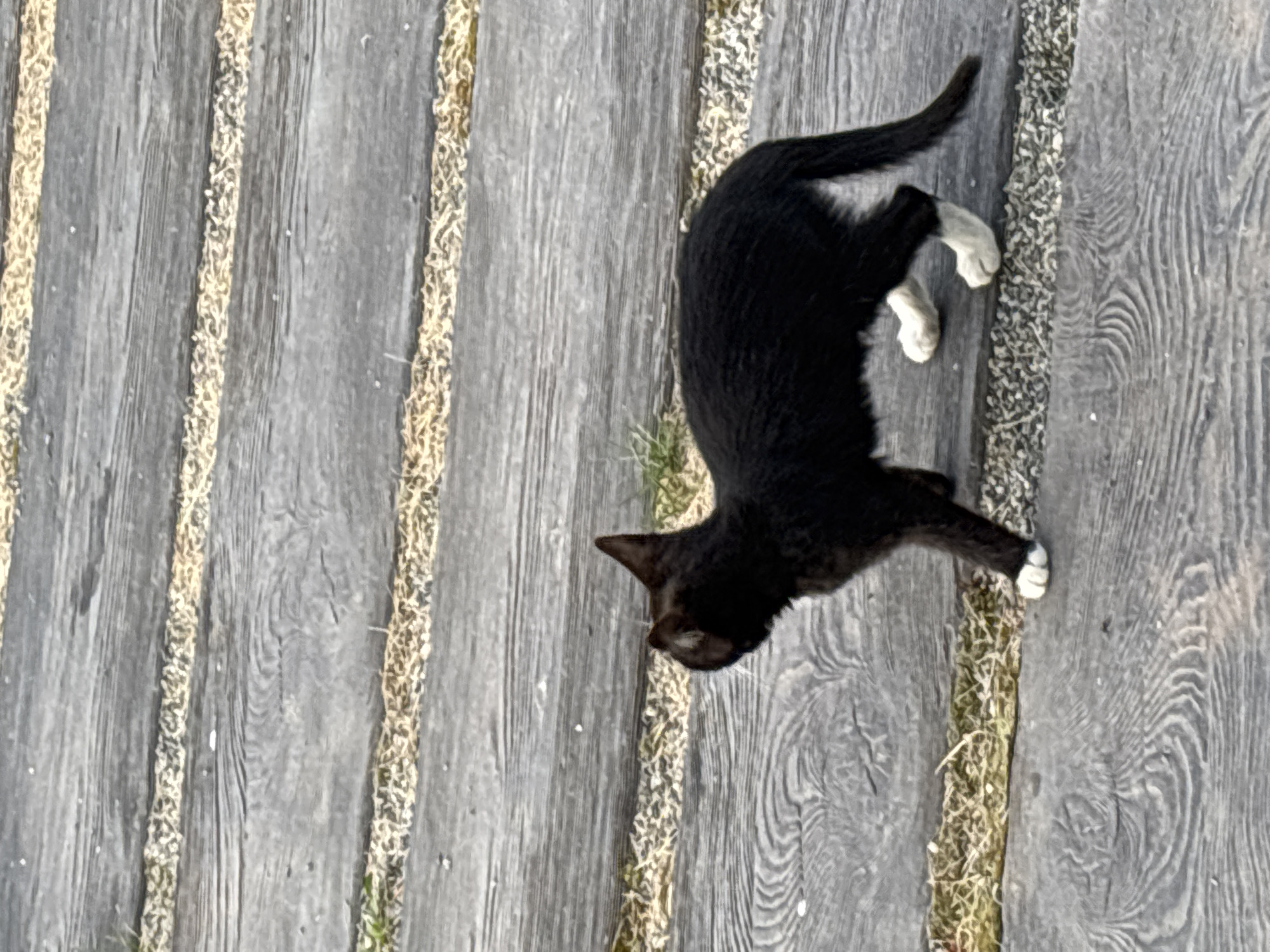 A black kitten with white paws is walking on a wooden walkway. The walkway is made of planks laid horizontally, with grass and gravel in the gaps between them. The kitten is facing left, with its tail raised. The scene appears to be outdoors. There are no people visible in the image. The location is not specified in the image or the provided context.