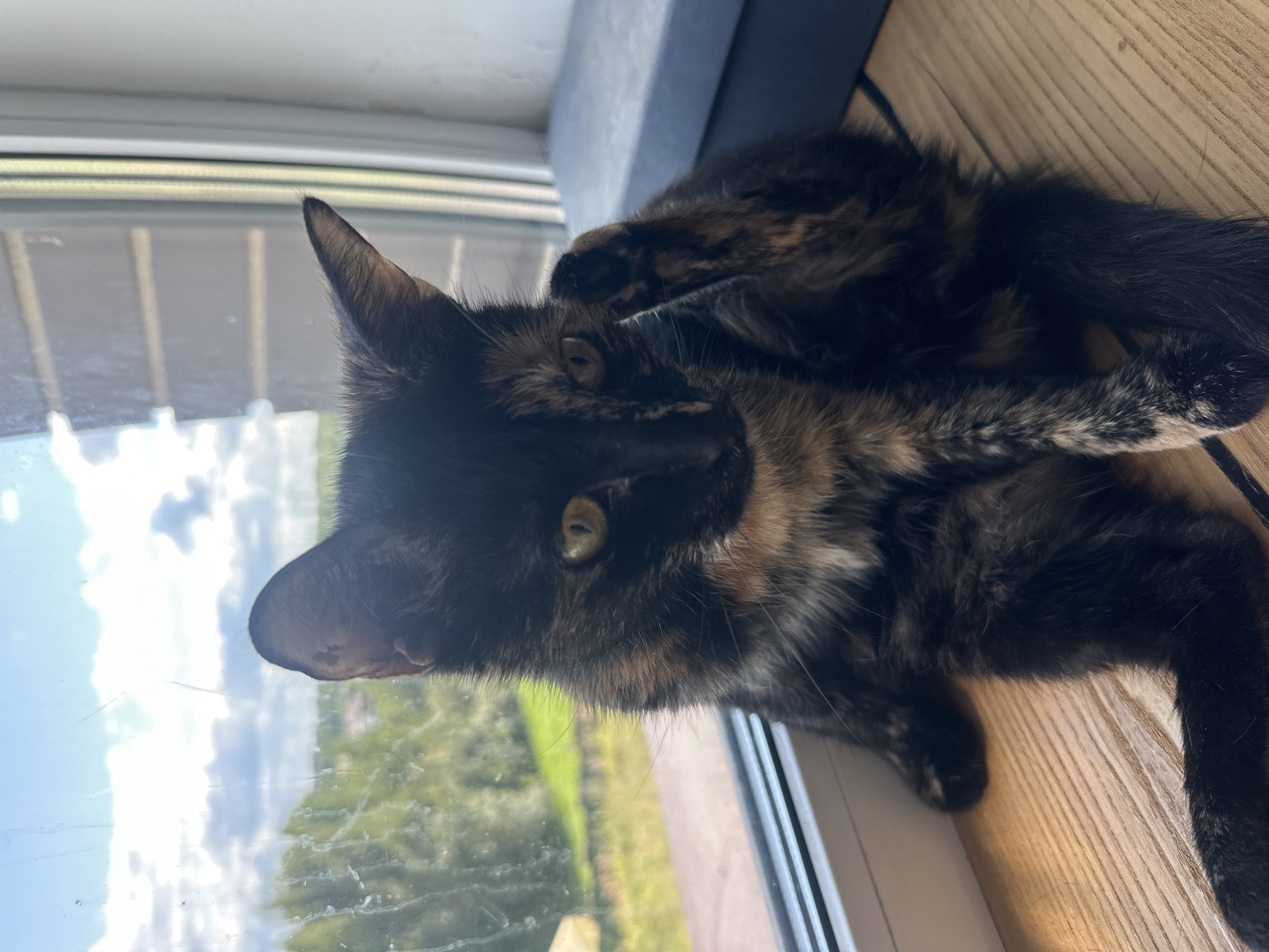 A tortoiseshell kitten sits on a wooden windowsill, looking out a window at a slightly blurred green landscape under a cloudy blue sky. The kitten's fur has patches of black, brown, and orange. Its front right paw is raised and touching its face. The windowsill is made of light-colored wood planks. To the right of the kitten, on the windowsill, is a dark blue rectangular object.