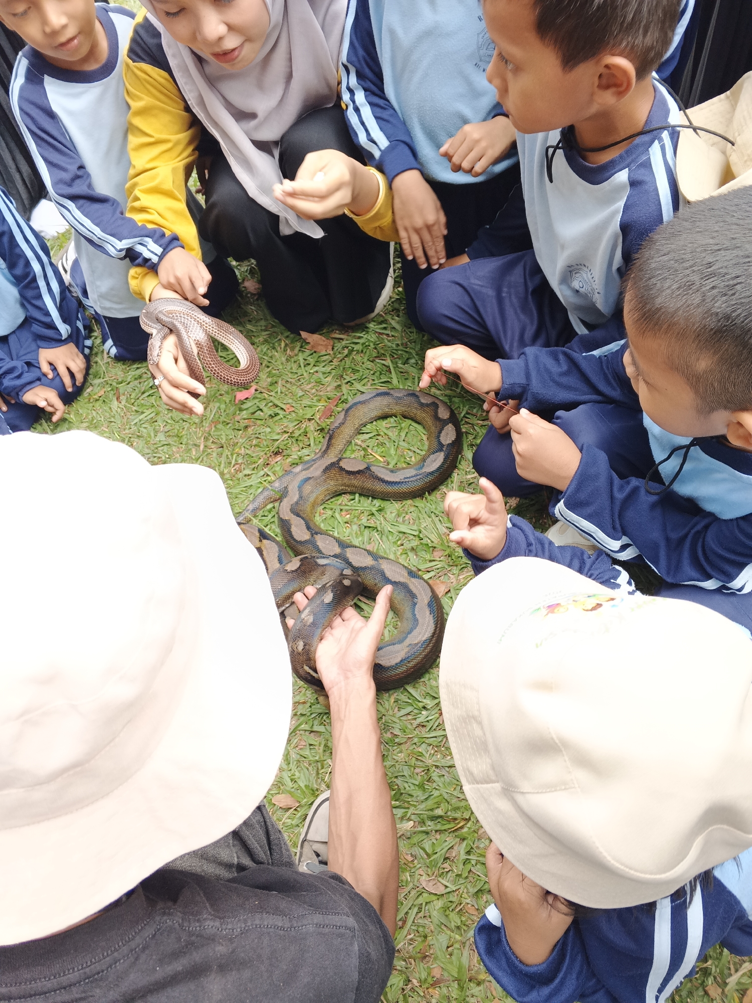 In the city of Perbawati, Indonesia, several children are gathered on a grassy area, seemingly for an educational activity involving snakes. The children, dressed in school uniforms of blue and white with some wearing yellow jackets, are observing two pythons. One python, smaller and brown, is held by a person's hand, while a larger python with distinctive brown and yellow markings is coiled on the grass, being touched by the hands of several children. The children appear engaged and curious, with some reaching out to touch the snakes. The environment is an outdoor setting with green grass and scattered fallen leaves.