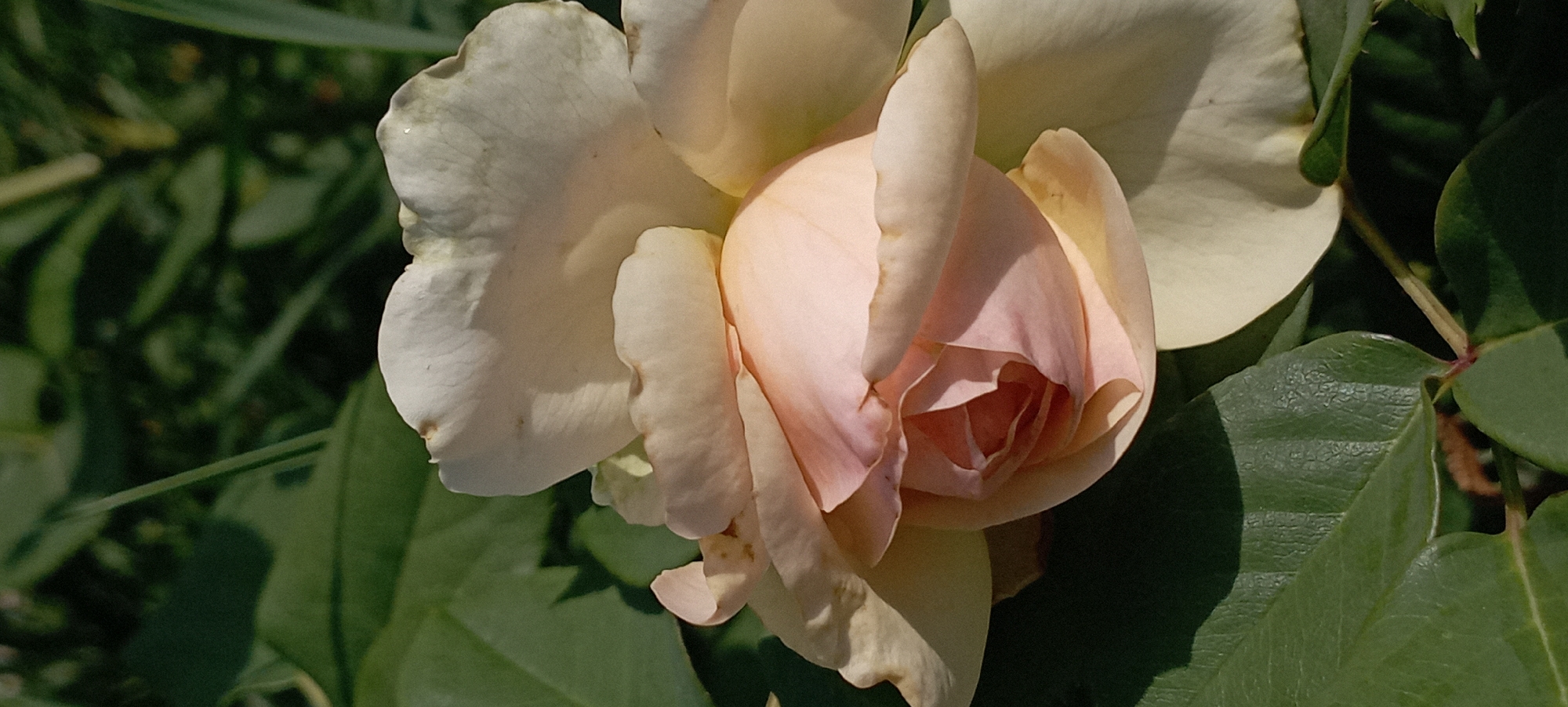 A close-up shot of a pale pink and white rose in bloom. The rose is partially open, with delicate petals unfurling. The background consists of dark green leaves and some blurred green foliage, suggesting an outdoor garden setting. There are no people or animals present in the image, and no specific location within Radisne, Ukraine can be identified from the visual information. The lighting suggests it is daytime, with shadows cast on the petals and leaves.
