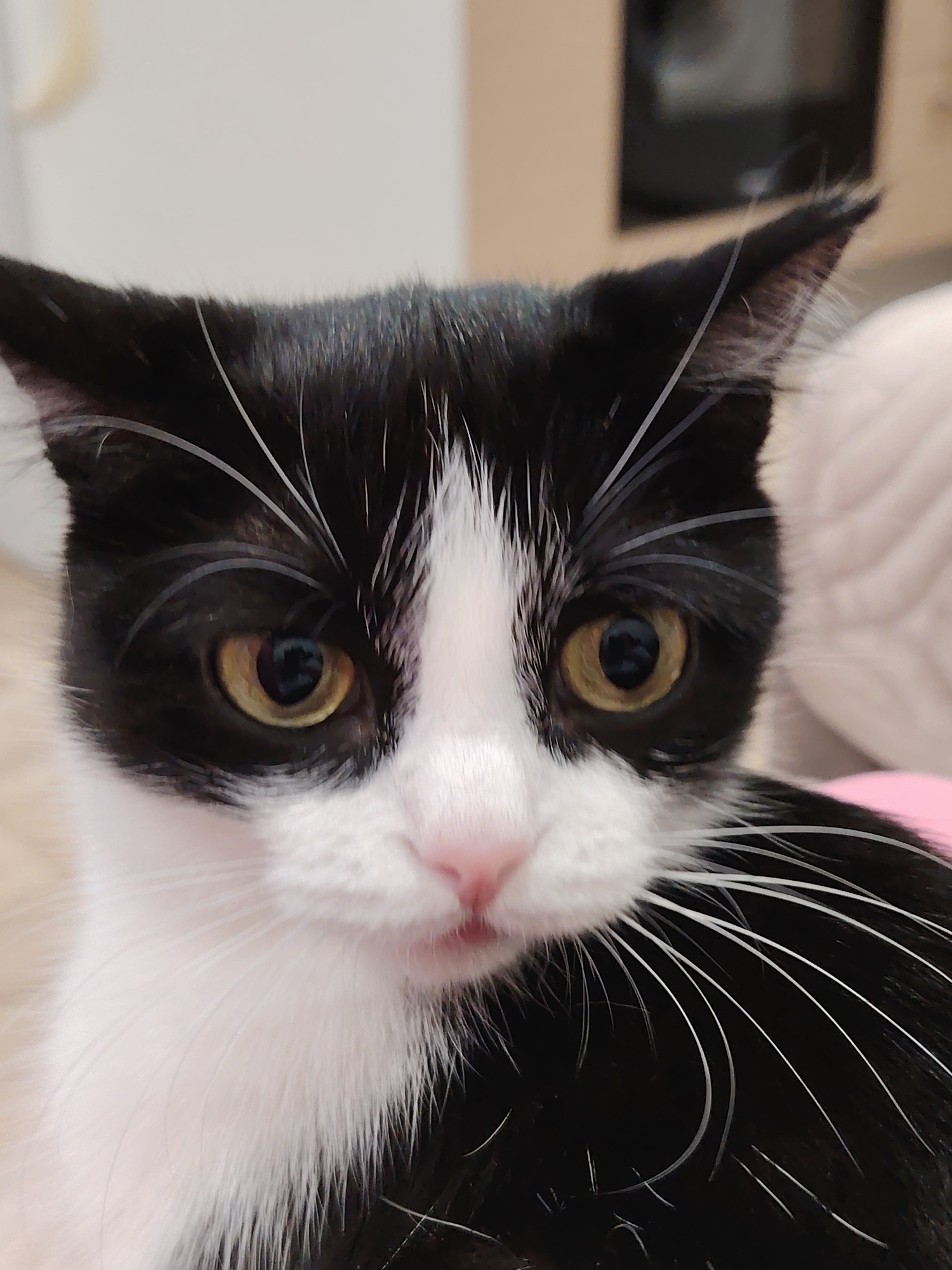 The image shows a close-up of a black and white cat. The cat has large, yellow eyes and a pink nose. Its ears are slightly angled upwards, and it has long, white whiskers. The background is blurred, but it appears to be indoors.