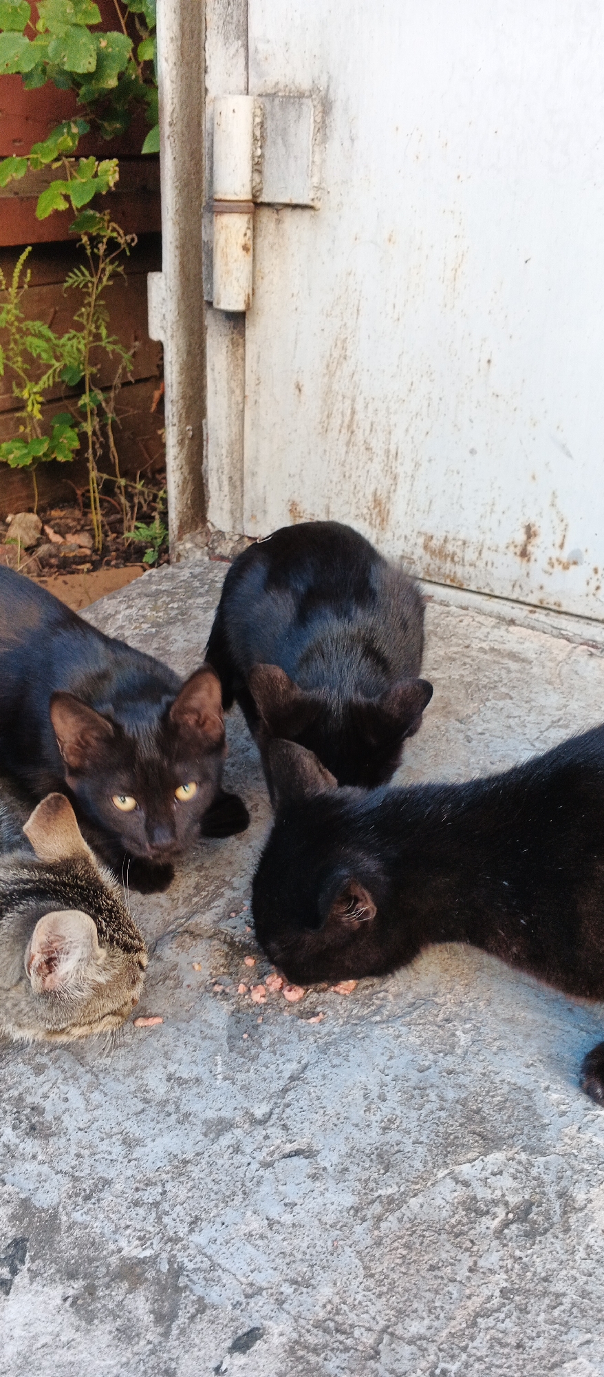 In Smila, Ukraine, on a concrete surface adjacent to a weathered white metal door with visible hinges, a group of four kittens are gathered around a small pile of pink food. Three of the kittens are black, with one of them, positioned in the center, looking directly at the camera with bright yellow eyes. The fourth kitten has tabby markings and is partially obscured, with its head bent down towards the food. The background includes some green foliage and a brick wall.