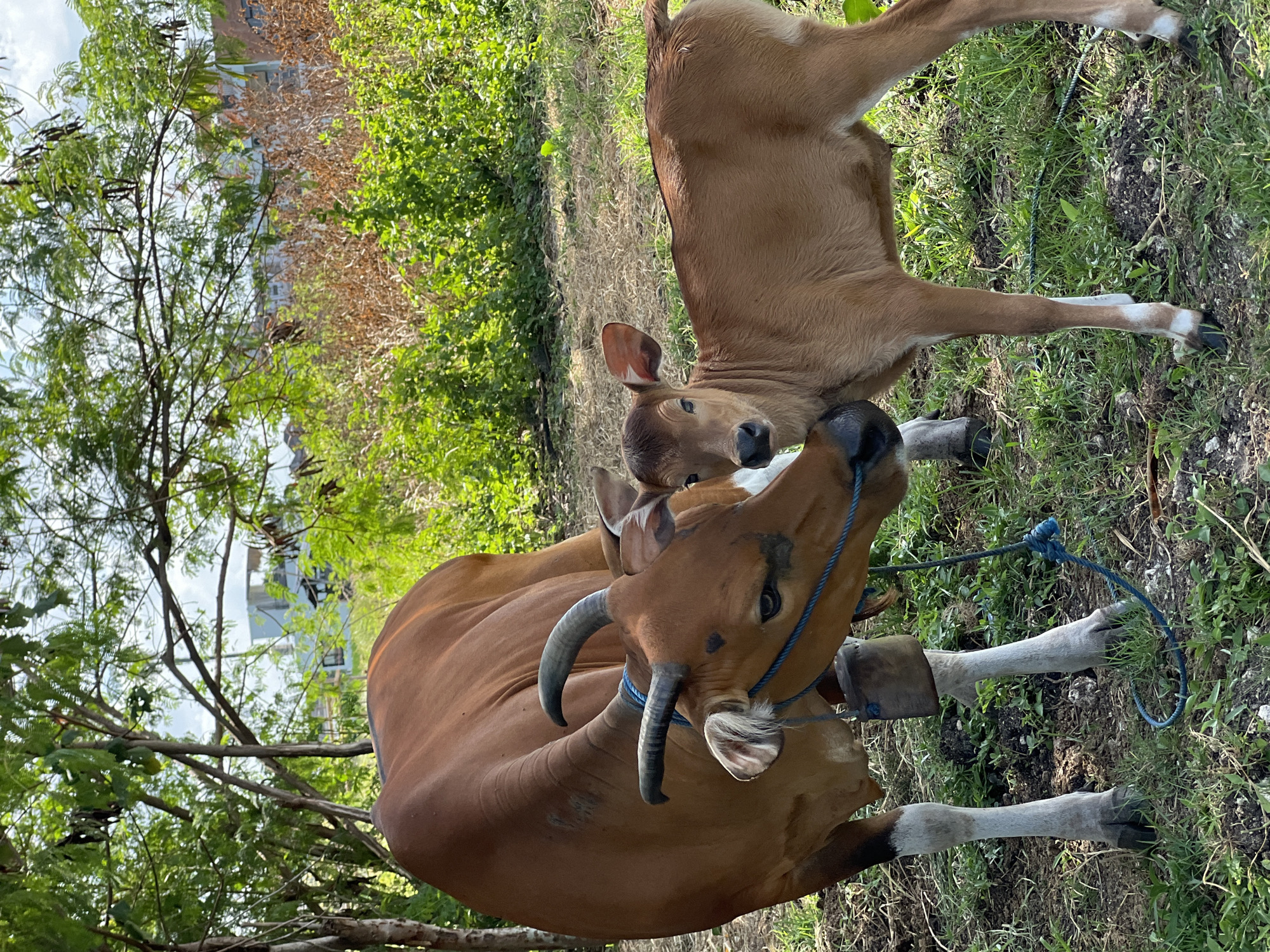 In North Kuta, Indonesia, a brown mother cow and her calf stand close together in a grassy outdoor area. The mother cow, a darker shade of brown, has small horns and a blue rope tied around her neck. A wooden bell hangs from the rope. The calf, a lighter brown, is positioned to the right of the mother, nuzzling its head against her. The background shows lush green foliage and trees, with some dry brush and distant buildings visible. The ground is covered in grass and dirt.