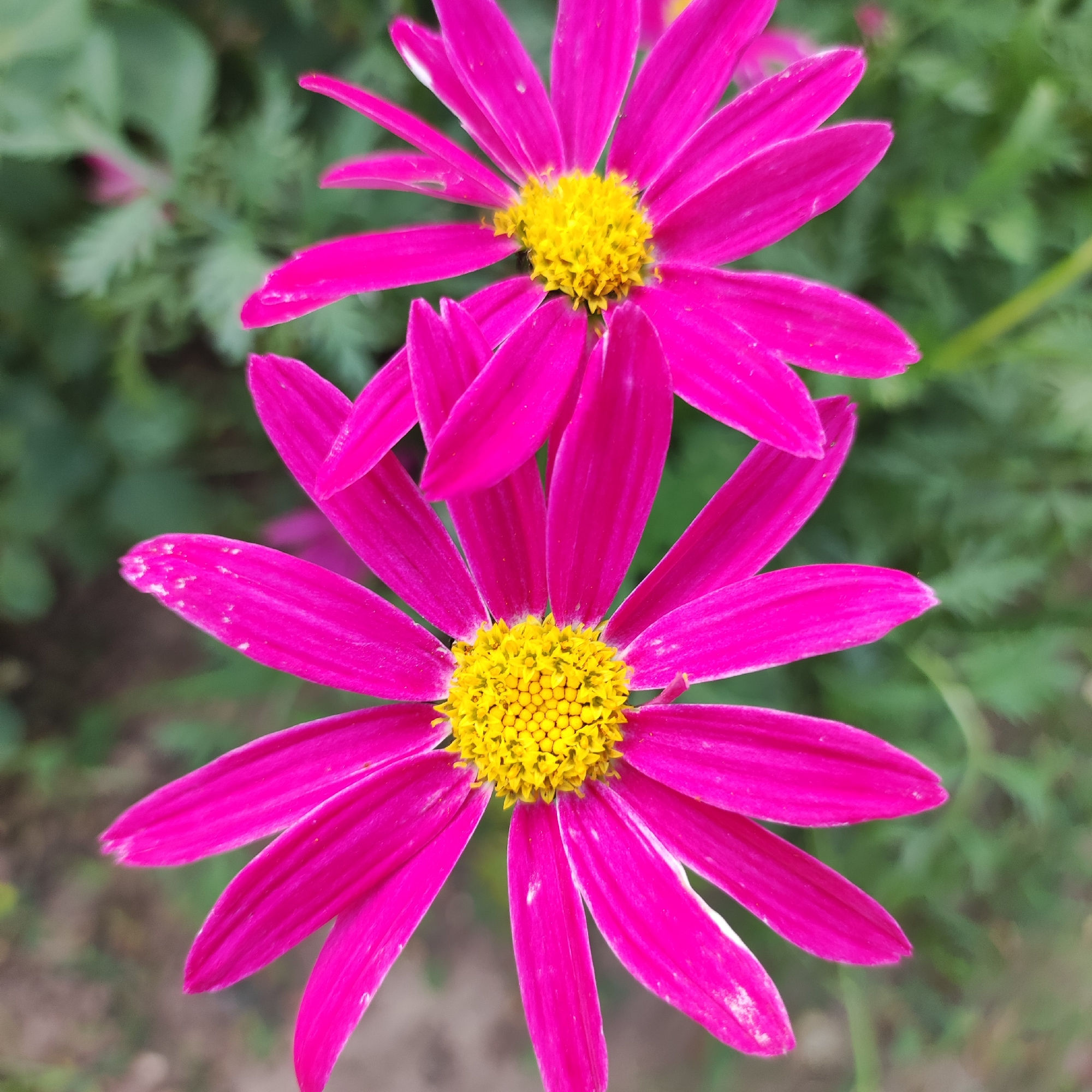 Two bright pink daisy-like flowers with yellow centers are prominently displayed against a softly blurred green background. The flowers are positioned one above the other, with the bottom flower slightly larger and more in focus. The petals of both flowers are elongated and pointed, with a vibrant magenta hue. The centers are a dense cluster of small yellow florets. The background consists of out-of-focus green foliage, suggesting an outdoor garden setting. There are no people or specific identifiable landmarks visible in the image. The image appears to be a close-up, macro photograph of the flowers. The scene is devoid of any elements that would indicate a specific location within the city of Navoloki, Russia.