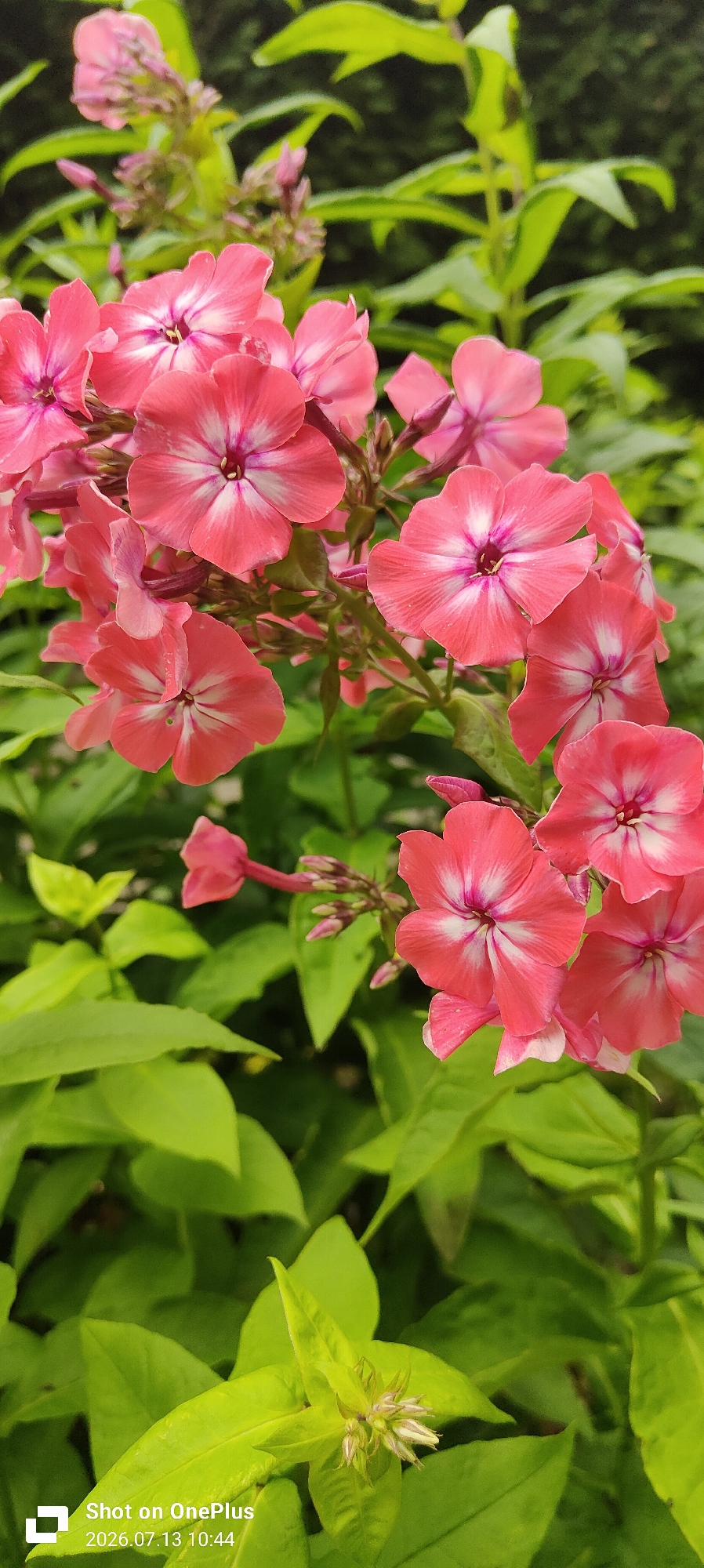 The image displays a close-up view of pink phlox flowers in bloom, set against a backdrop of lush green foliage. The flowers are vibrant, with delicate petals radiating from a central dark pink eye, often edged with white. Some buds and partially opened flowers are also visible, hinting at the plant's growth stage. The overall scene is one of natural beauty, likely captured in a garden or park setting within the city of Kaliningrad, Russia. The lighting suggests an outdoor environment, possibly during daytime. There are no people or animals depicted in the image. The photograph includes a timestamp and branding in the lower left corner, indicating it was taken on "2026.07.13 10:44" and branded with "Shot on OnePlus."