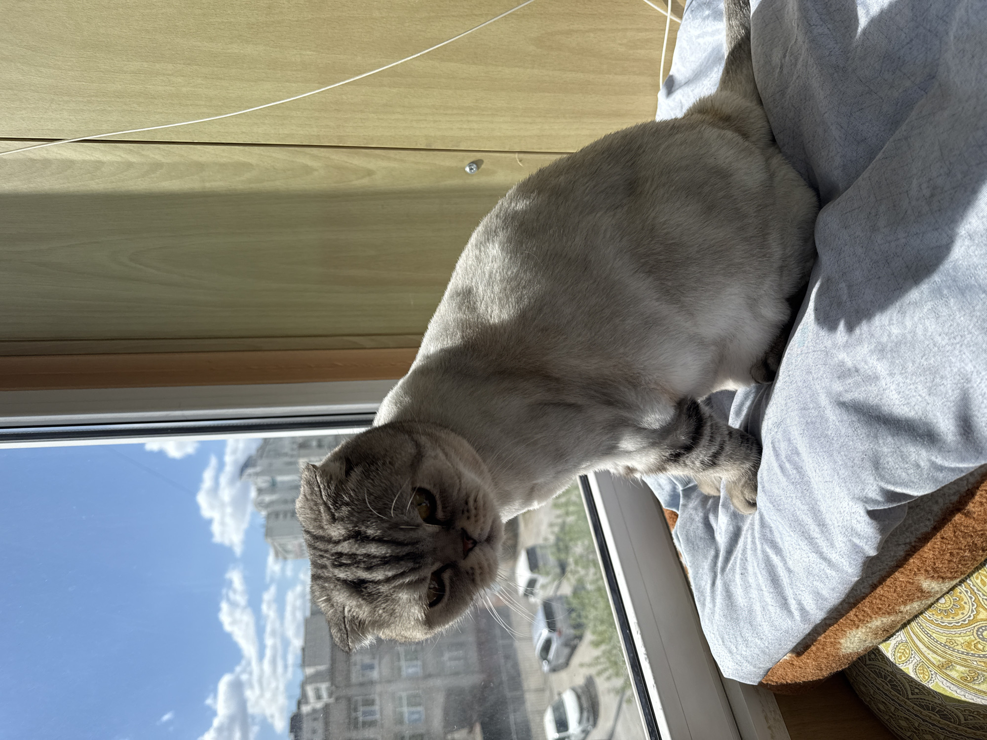 A close-up, medium shot shows a light gray Scottish Fold cat perched on a blue blanket near a window. The window provides a view of a cityscape with a blue sky and scattered clouds. Several multi-story buildings and parked cars are visible through the window. The interior wall next to the window is light wood, and a thin white wire extends across it. The cat is looking down and slightly towards the viewer. The blanket the cat is sitting on has brown and yellow edges. The cat's tail is curled at the top right of the image.