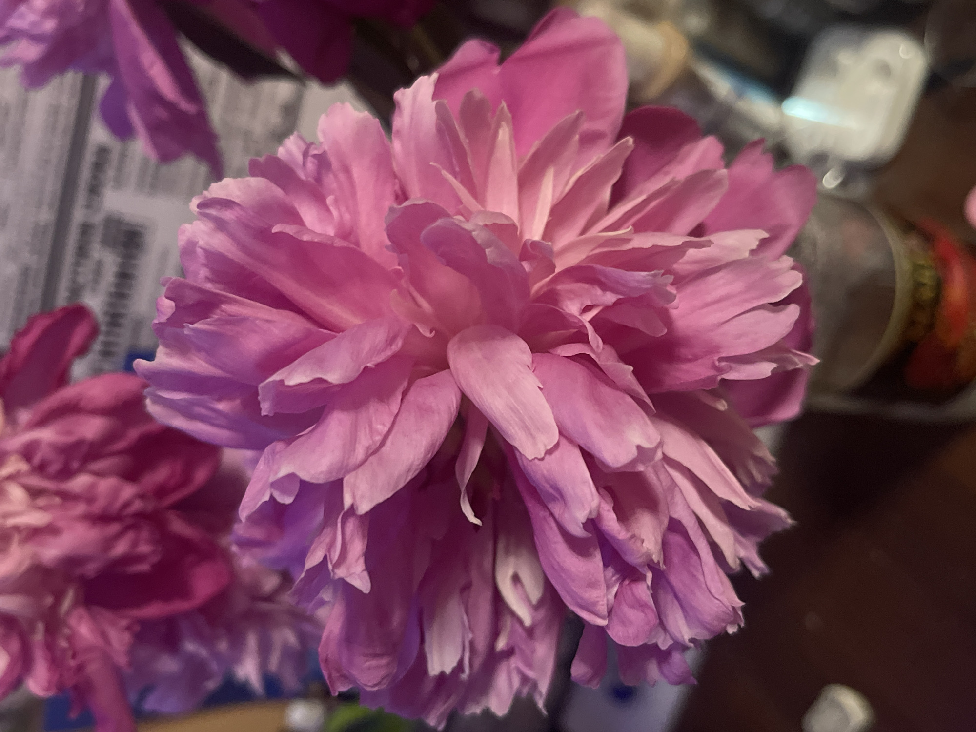 The image displays a close-up of several pink peonies in a vase. The flowers are the primary focus, with their lush petals filling most of the frame. The background is blurred, showing hints of a dark surface, possibly a table, and some out-of-focus objects. No specific location in Minsk, Belarus, can be identified from the visual information provided. There are no people or animals visible in the image, and no actions or interactions are depicted. The scene appears to be a still life arrangement of flowers.