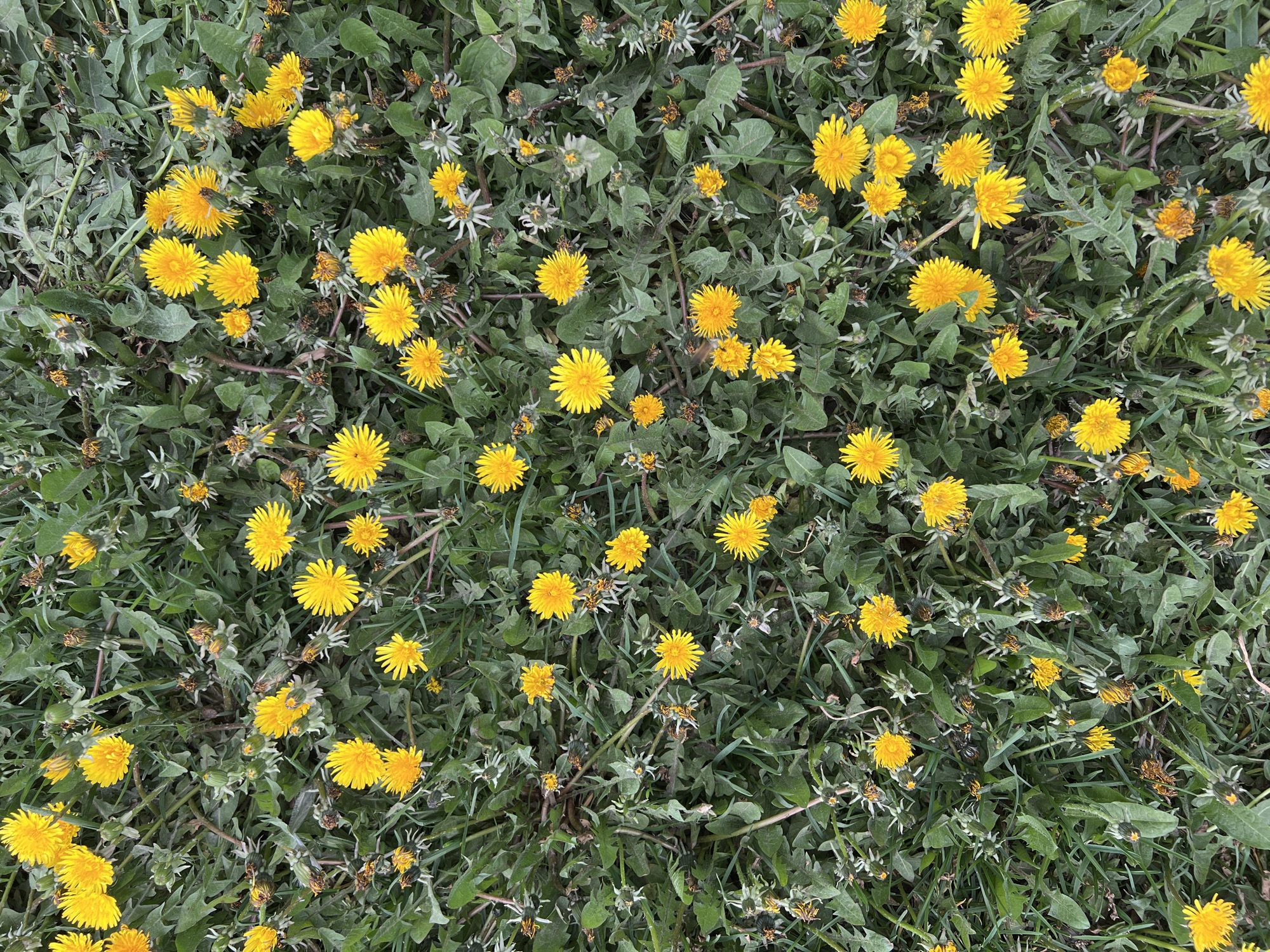 The image depicts a dense patch of dandelions in a field. The flowers are primarily yellow, with some displaying seed heads. The green foliage of dandelion leaves and other grasses intermix. No people are visible. There is no information in the image to verify the location or city of Perm, Russia.