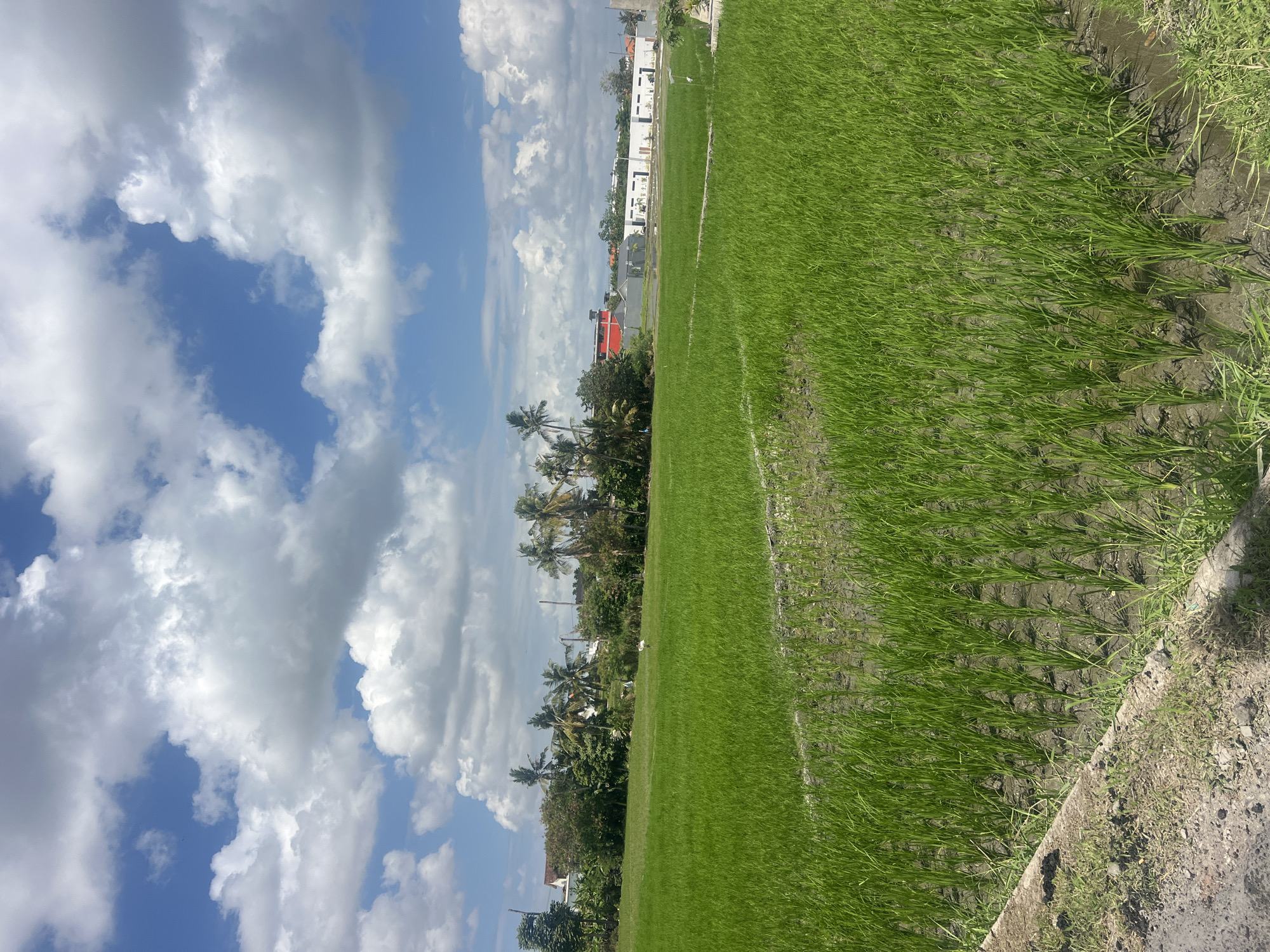 This is a vertical, eye-level shot of a vibrant green rice paddy field under a bright blue sky dotted with fluffy white clouds. The foreground features rows of young rice stalks growing in muddy water, bordered by a textured path of dirt and gravel. The middle ground shows a vast expanse of the lush green rice field, with some areas appearing more flooded than others, indicating irrigation. In the background, a line of trees, including several palm trees, separates the field from buildings. There are scattered structures visible beyond the trees, including what appears to be a multi-story red building and a long, white, modern-looking building. The overall scene depicts a rural landscape in the city of Mengwi, Indonesia, characterized by agricultural land and distant development.