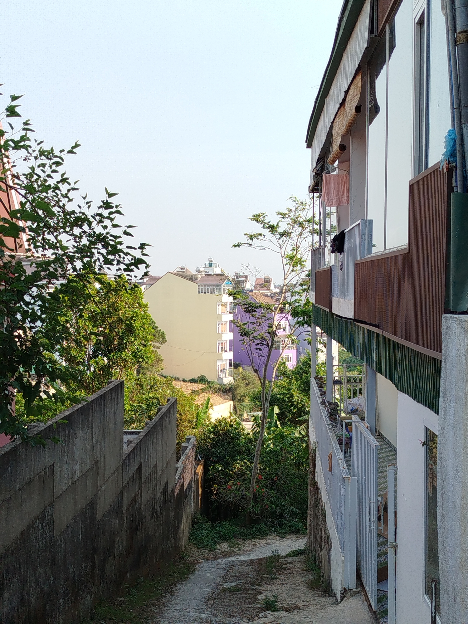 An eye-level view depicts a descending concrete and dirt alleyway in Da Lat, Vietnam, flanked by urban structures and vegetation under a clear, pale blue sky.
To the left, a tall, dark grey concrete retaining wall, segmented with angular steps, runs vertically downwards. Above it, a corner of a reddish-brown building is partially visible through green foliage. The alleyway itself is uneven, with patches of dirt and sparse weeds.
To the right, a multi-story building with white exterior walls features balconies with white metal railings and large rectangular windows. On an upper floor, a brown slatted facade encloses a balcony area from which a light brown woven roller blind hangs beneath a green-edged awning. A pink towel and a dark garment are draped over a rack, drying on this level. Grey utility pipes run vertically along the building's exterior. A white metal gate, partially open, provides access to a lower-level property with a visible tiled floor.
In the midground and background, the landscape slopes downward, densely covered with a variety of green trees and bushes. Beyond the immediate vegetation, several urban buildings are visible. A prominent light yellow multi-story building with numerous windows is centrally located, and a distinct purple multi-story building with balconies is visible further to the right. Various rooftops, some equipped with water tanks or solar panels, are visible on distant structures. No people are visible.