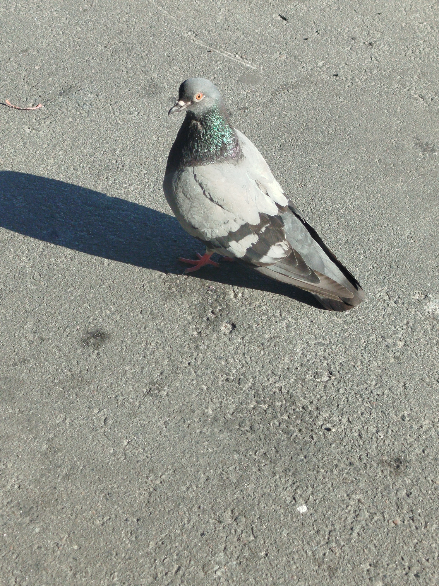 A pigeon stands on a grey asphalt surface. The pigeon is facing to the left, with its head turned slightly upwards. It has grey feathers with iridescent green and purple on its neck. Its eyes are orange. Its feet are pink. There is a dark shadow cast to the left of the pigeon. The asphalt is textured and appears to be a city street or sidewalk. There is a small, light-colored object to the left of the pigeon that could be a piece of food. There are no people or other animals visible in the image. The scene appears to be outdoors in daylight. This scene was captured in Kremenchuk, Ukraine.