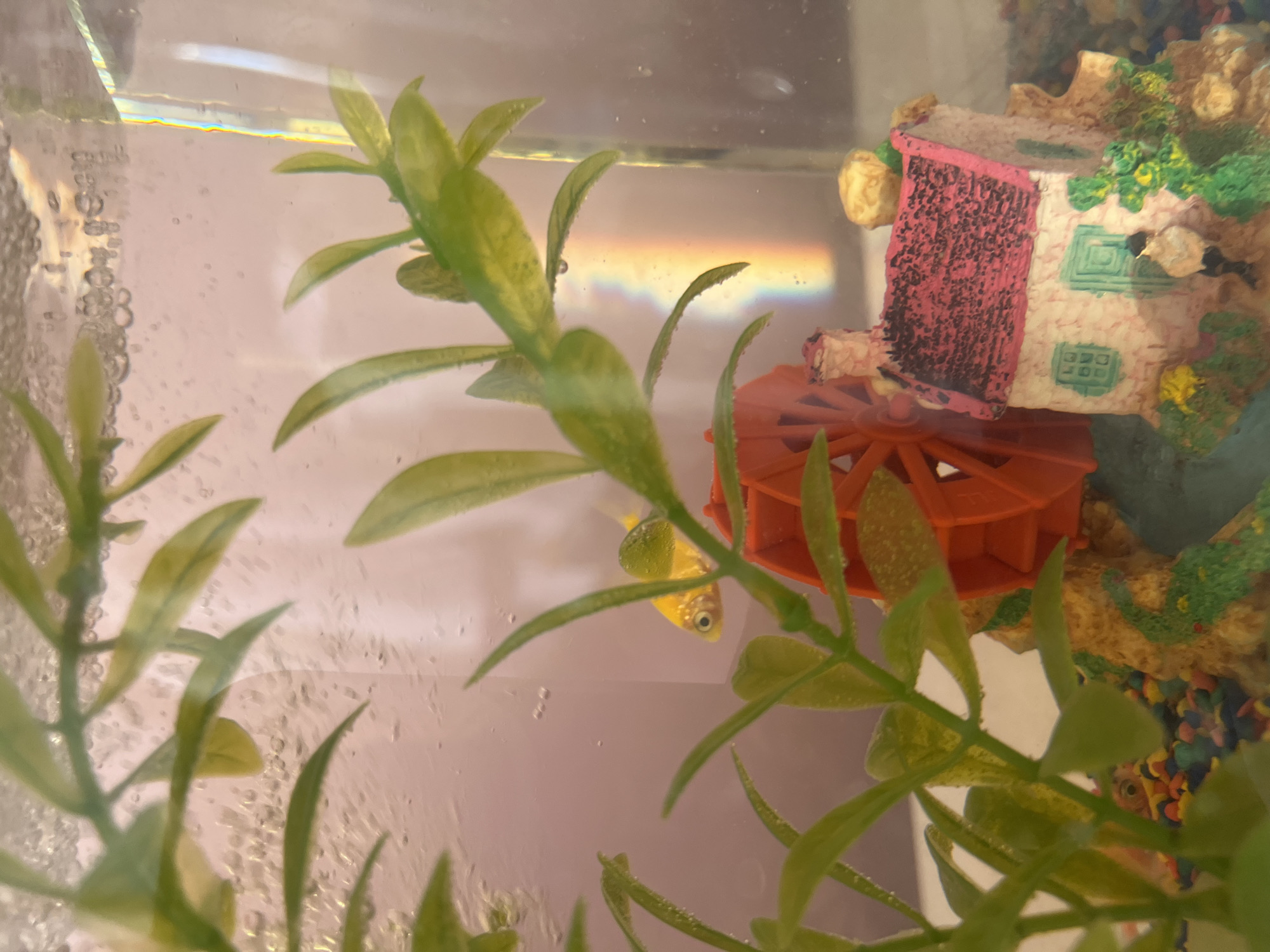 The image depicts a fish tank interior. A small, orange water wheel is positioned next to a decorative house structure with a pink door. Artificial green plants are visible in the foreground and background, partially obscuring the view. A small, yellow fish is visible, positioned between the water wheel and some plants. The tank water has visible bubbles. The image does not provide information to determine the location in Plovdiv, Bulgaria.