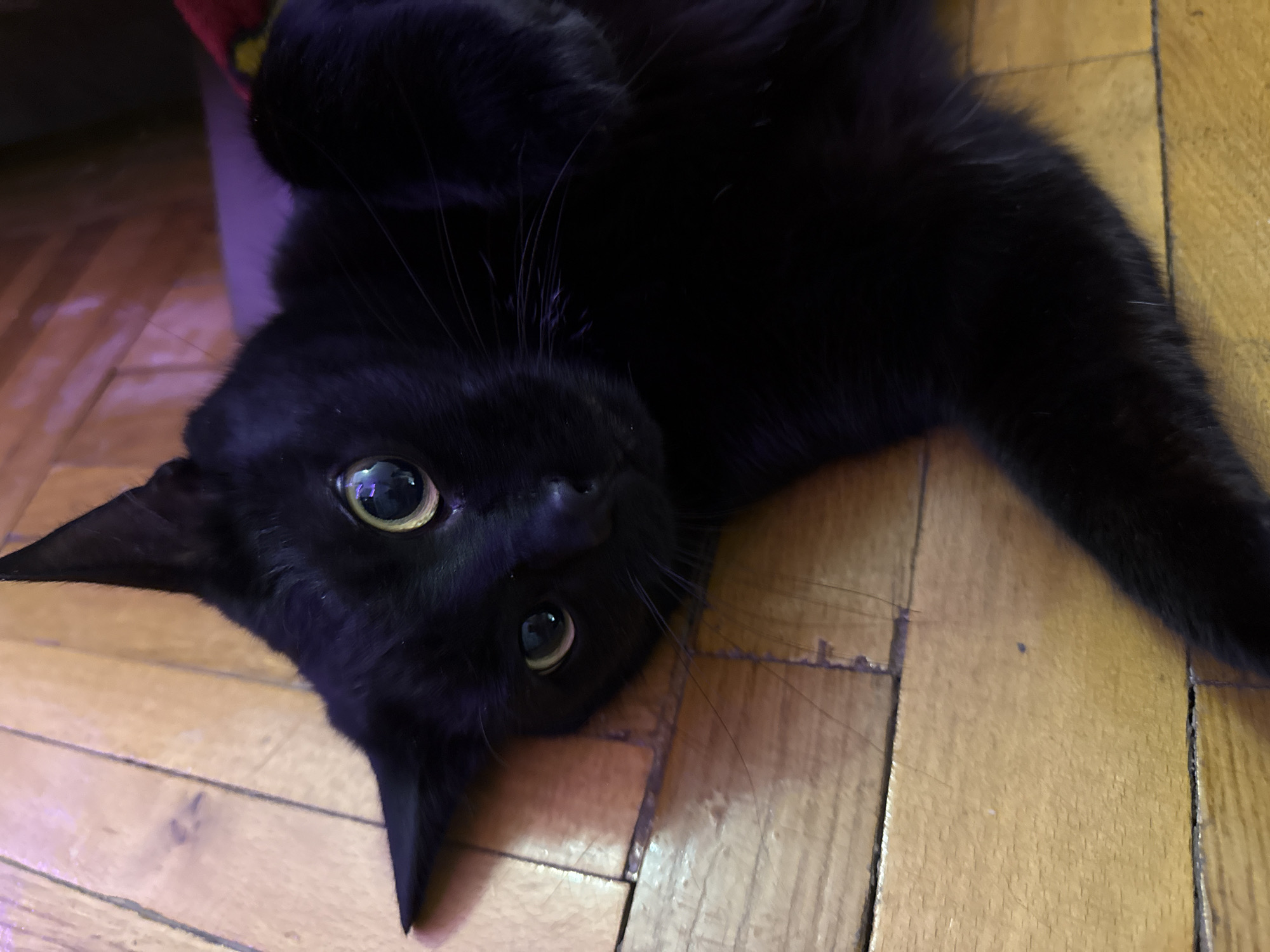 A black cat with large, light-colored eyes is lying on its back on a wooden floor. The cat is mostly in focus, with its head tilted and one paw raised. The floorboards are a light brown color and appear to be old, with visible cracks and grain. There is a hint of purple and red fabric in the upper right corner of the image, possibly a blanket or toy. The lighting in the image is dim, with some areas reflecting purple hues. The scene appears to be indoors, in what could be a residential setting. There is no indication of the location being in Moscow, Russia.