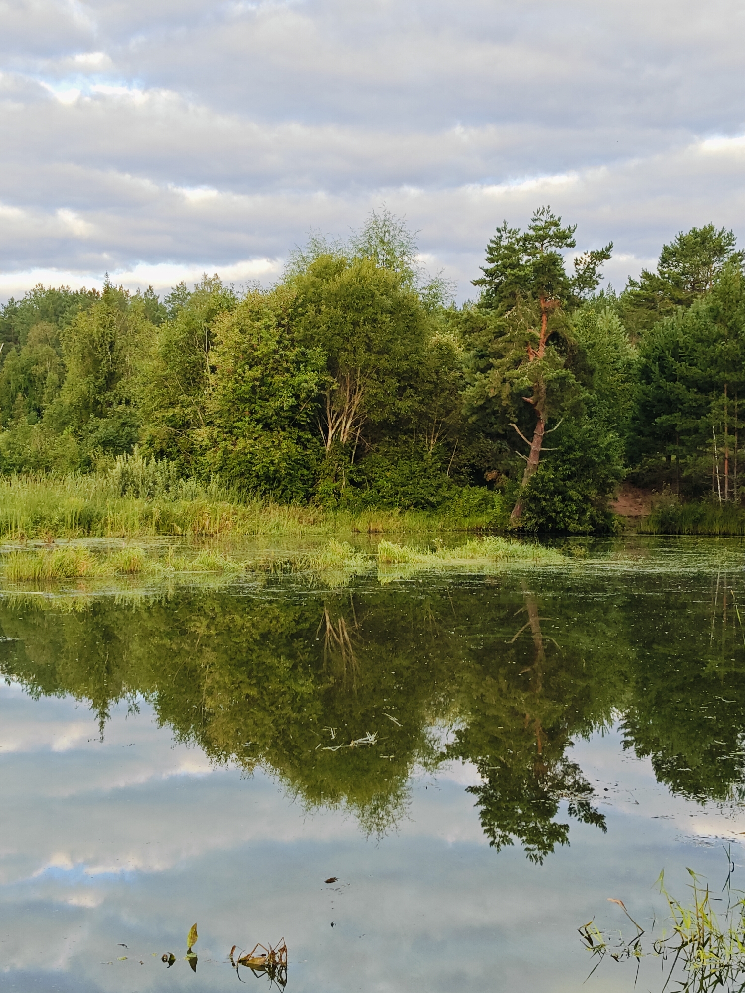 This is a photograph of a calm body of water reflecting a dense forest on its surface. The trees on the shore are a mixture of deciduous and coniferous species, with lush green foliage. The water is dark and still, creating a clear mirror image of the trees and the cloudy sky above. The sky is partly cloudy, with soft gray and white clouds interspersed with patches of blue. The overall impression is one of natural tranquility. This scene is typical of the many natural areas found in and around the city of Chaikovsky, Russia, where forests and water bodies are common.