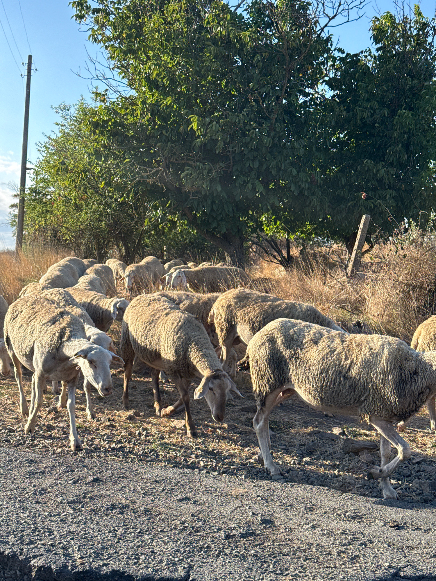 A flock of sheep is walking on a dusty road in the city of Zheleznik, Bulgaria. The sheep are moving from left to right, with some in the foreground and others further back. The road is made of gravel and dirt, and there is dry grass and brush on either side. In the background, there are trees and a utility pole. The sky is blue and clear.