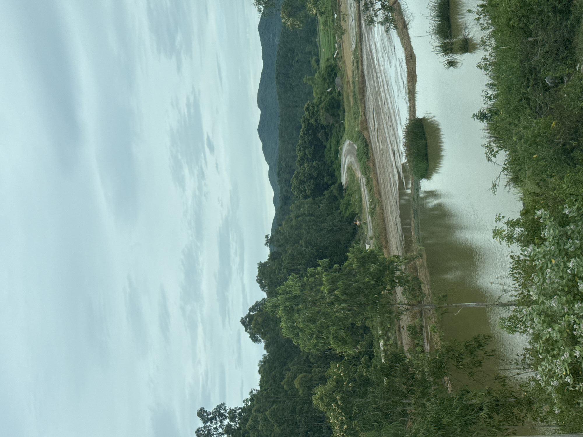 The image captures a serene landscape in Hoa Xuan, Vietnam, characterized by lush greenery and calm waters. In the foreground, a body of tranquil water reflects the overcast sky, with several small islands of reeds dotting its surface. The water is bordered by dense vegetation, including bushes and trees, some of which bear small white flowers. Beyond the water, a winding dirt road meanders through a rural setting, leading towards a backdrop of rolling hills covered in thick forest. The sky is filled with a layer of soft, gray clouds, suggesting a mild or possibly rainy day. The overall atmosphere is one of natural beauty and peaceful seclusion, typical of the Vietnamese countryside. There are no people or animals visible in the frame.