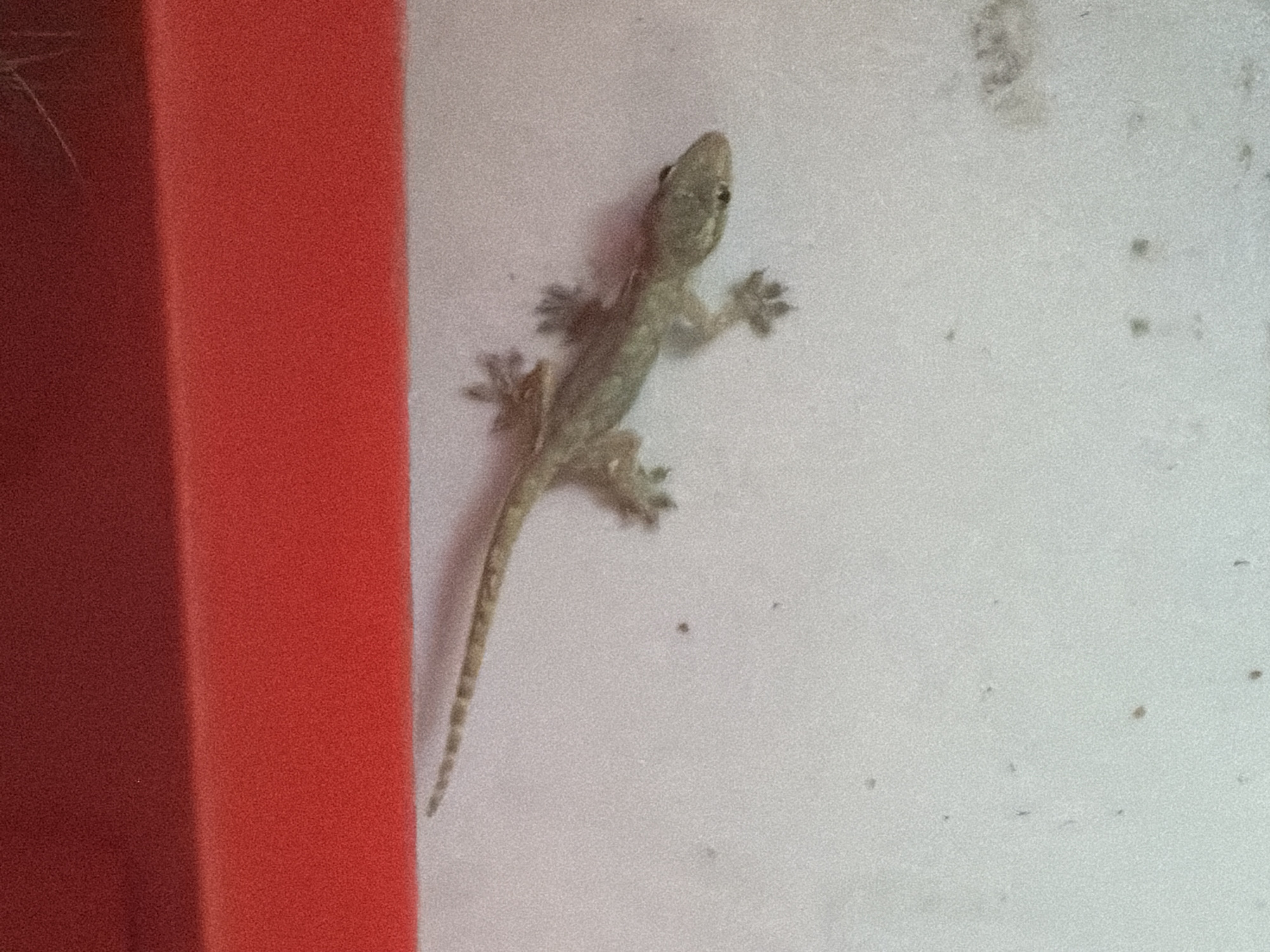 A gecko is pictured on a white surface, with its body stretching from the bottom left towards the top right. The gecko has a long, segmented tail and visible toes with suction pads. Its body is a light, mottled green or gray, and its eyes are dark. Behind the gecko, a bright red, textured surface occupies the top portion of the image. The white surface appears to be a wall or a flat ground, with some small specks and dust visible. The lighting is direct, creating a slight shadow from the gecko. The image does not provide any specific location within Bac Nha Trang Ward, Vietnam.