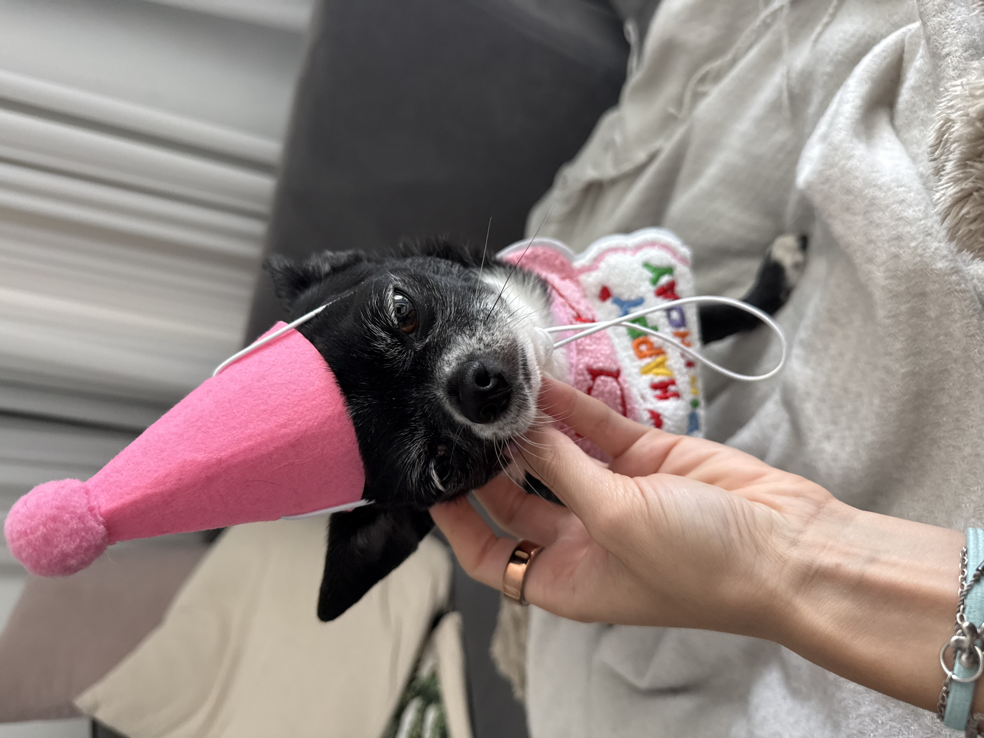 A small black and white dog is being held by a human hand, wearing a pink birthday hat and a birthday bib, in an indoor setting. The dog's expression is somewhat mournful. The human hand has a gold ring on one of the fingers and a bracelet on the wrist. The background is a blurry mix of furniture and bedding. The image does not provide enough information to confirm a location in Tel-Aviv, Israel.