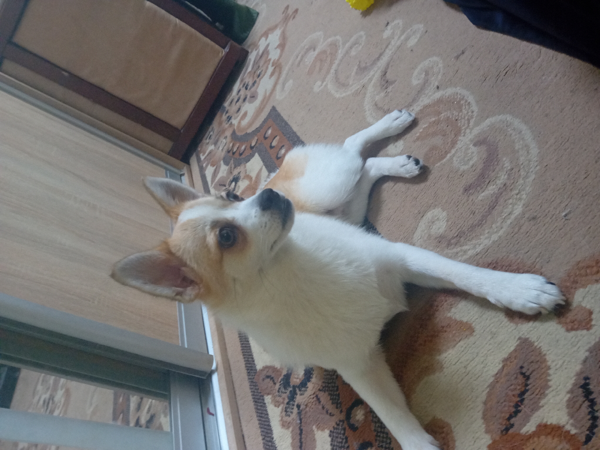 A medium shot captures a small, white and tan dog lying on a patterned rug indoors. The dog, with large pointed ears, gazes to its right. Its body is predominantly white with tan markings on its head and back. The dog is lying down with its front legs extended forward and its hind legs tucked underneath. The rug is a beige color with a repeating ornate pattern in brown and black. In the background, a wooden cabinet with a mirrored door is visible, and to the right, a portion of a dark blue object is seen. The lighting appears to be artificial and somewhat dim. The scene is a residential interior, likely a living room or bedroom, in the city of Chuhuiv, Ukraine.