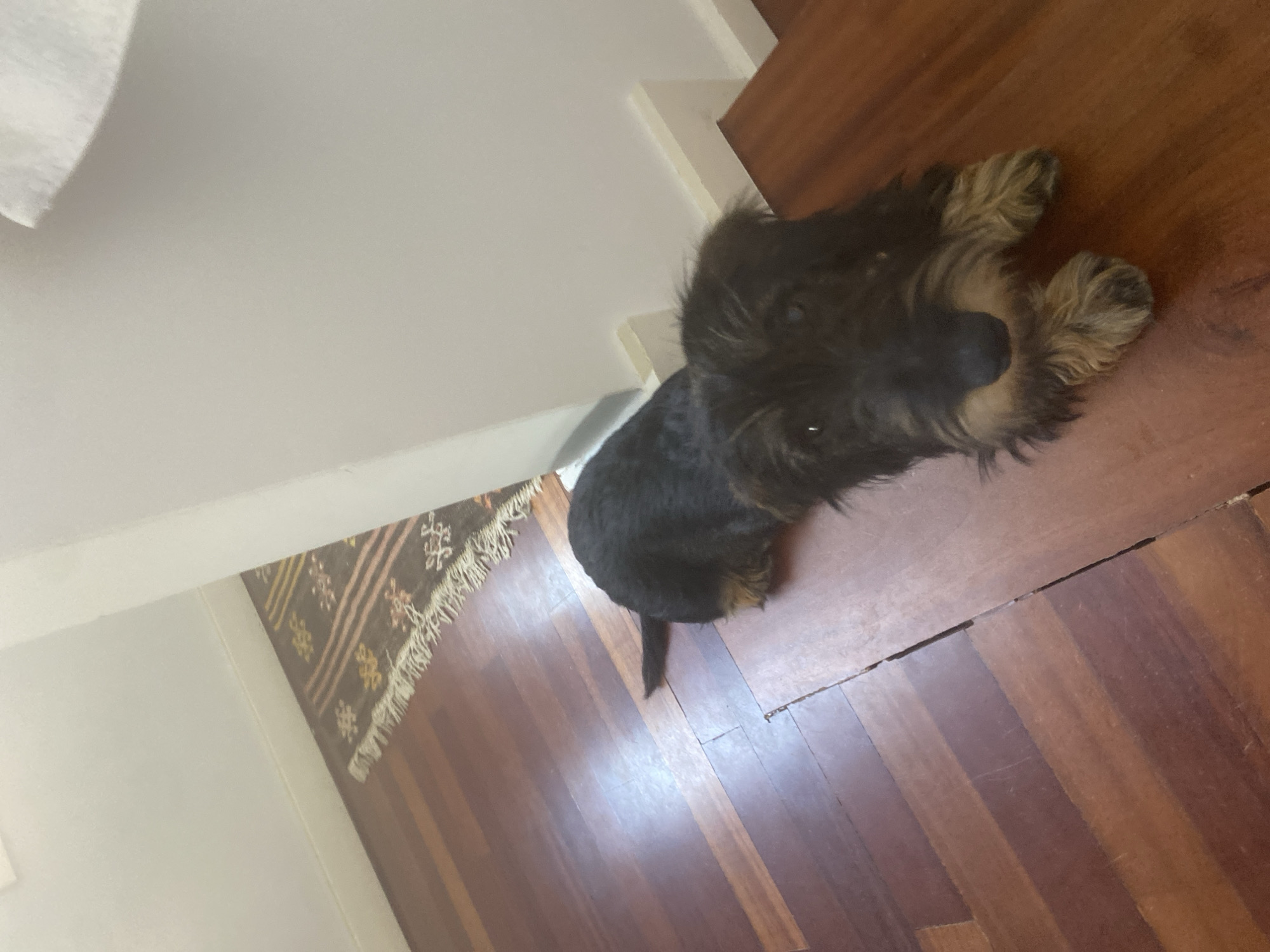 A shaggy, black and tan dog is lying on its side on a polished wooden floor. The dog is facing to the right, with its head turned towards the camera. Its eyes are partially closed, and its body is relaxed. The dog's fur is thick and appears to be somewhat unkempt.
To the left of the dog, a portion of a white wall and a small sliver of a white tissue or fabric can be seen. Adjacent to the wall and extending onto the wooden floor is a small rug with a woven pattern of brown, beige, and pink lines, and small decorative symbols. The rug has a fringed edge.
The floor is made of wooden planks with a warm, reddish-brown hue. There are visible gaps between some of the planks, indicating the floor may be older or have some wear. The lighting suggests it could be daytime, but the overall mood is calm and domestic. The dog's posture suggests it is resting or sleeping, conveying a sense of peace. There is no visible text in the image. The location context is Matosinhos, Portugal.
