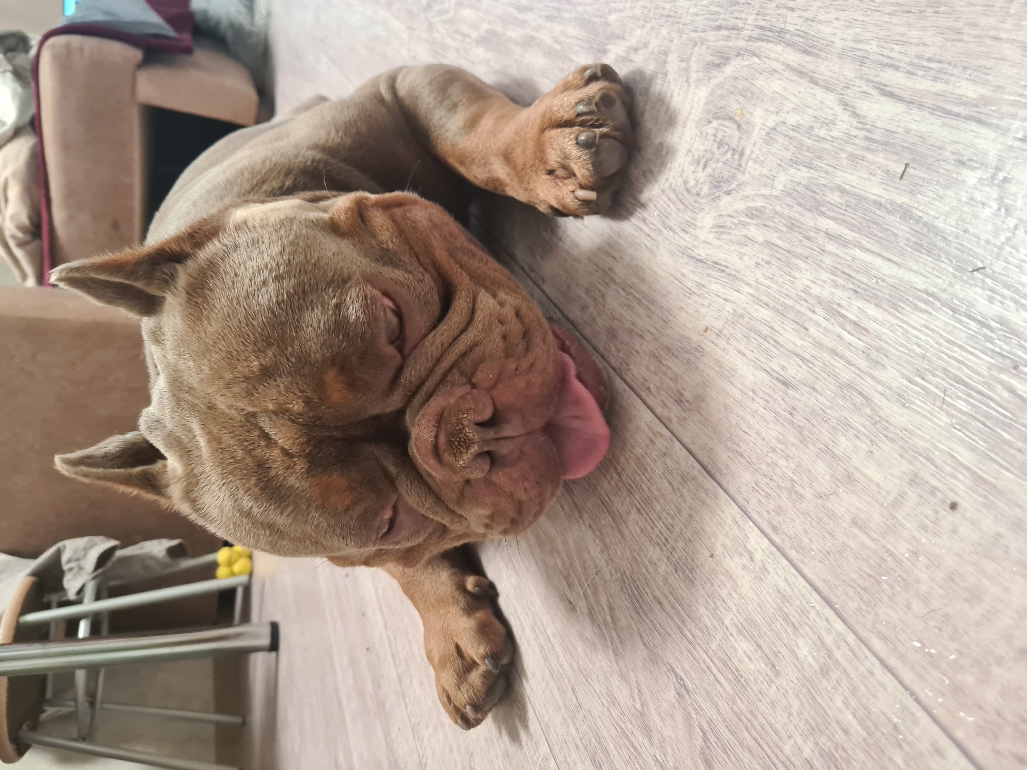 The image shows a fawn-colored bulldog puppy lying on its side on a light-colored wooden floor. The puppy's eyes are closed, and its tongue is lolling out to the side, suggesting it is relaxed or possibly sleeping. The puppy has a wrinkled face and a short snout, characteristic of the breed. One of its front paws is visible, with distinct toes and claws. In the background, a portion of a sofa or armchair is visible, upholstered in a light brown fabric. There is also a glimpse of a metal rack with some items on it, including yellow balls. The lighting in the scene is ambient, and there are no strong shadows, indicating it might be indoors during the daytime. The overall impression is of a comfortable, domesticated setting. No text is visible in the image.