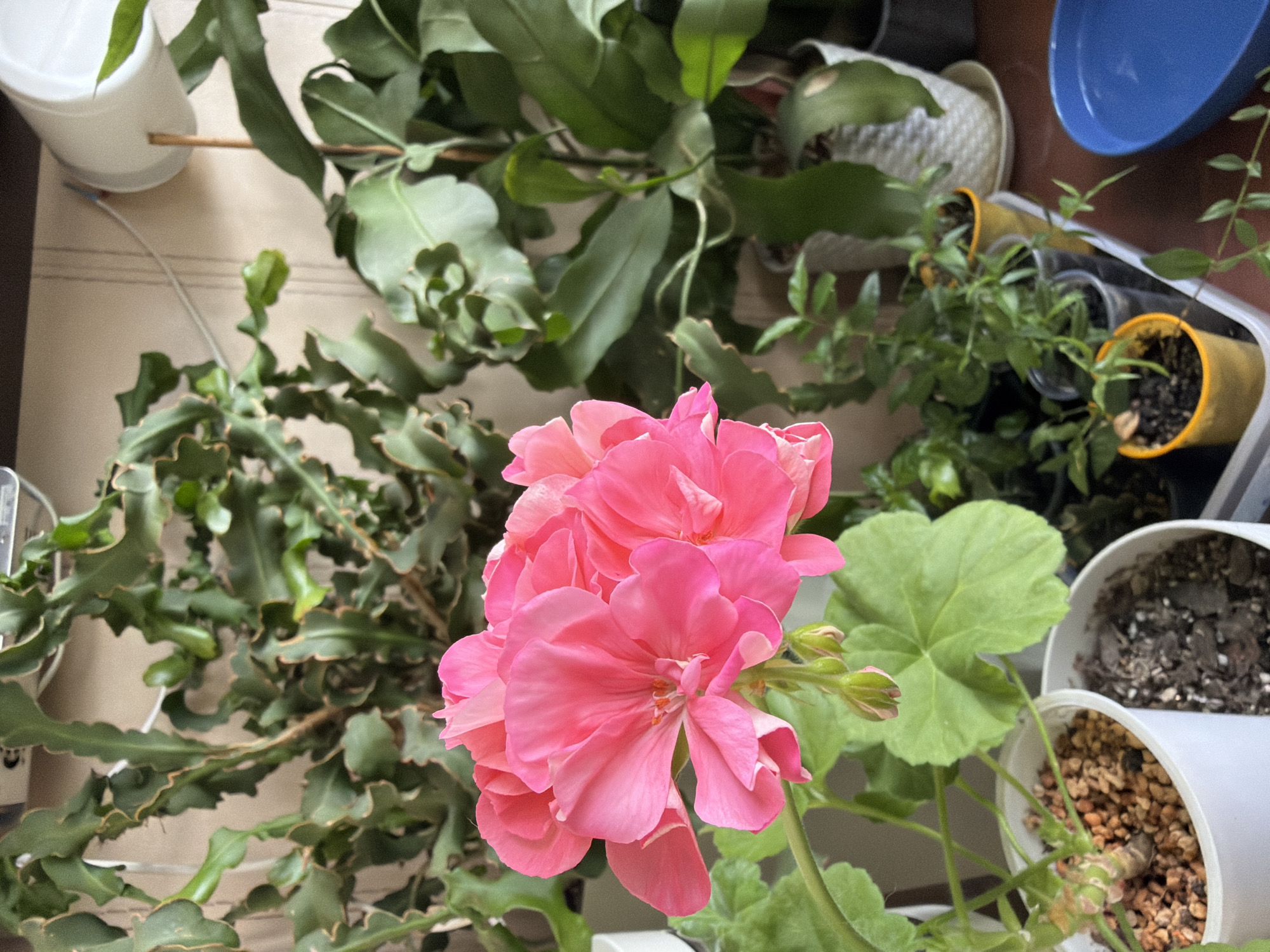 The image depicts a close-up view of several houseplants arranged on a shelf or table. In the foreground, a vibrant pink geranium bloom is the central focus, with delicate petals and visible stamens. Behind it, a tall, leafy green plant with undulating, ribbon-like leaves adds texture and depth. Further back, other potted plants, including a larger plant with broad green leaves in a white woven pot, are visible. The background appears to be a wall with vertical paneling. Several smaller plants in various containers, some yellow and some clear plastic, are clustered together. A bright blue shallow dish or bowl is situated to the right of the frame. The overall setting suggests an indoor environment, possibly a home or a small greenhouse. There is no indication of the specific city of Чёрная, Russia, within the image itself.