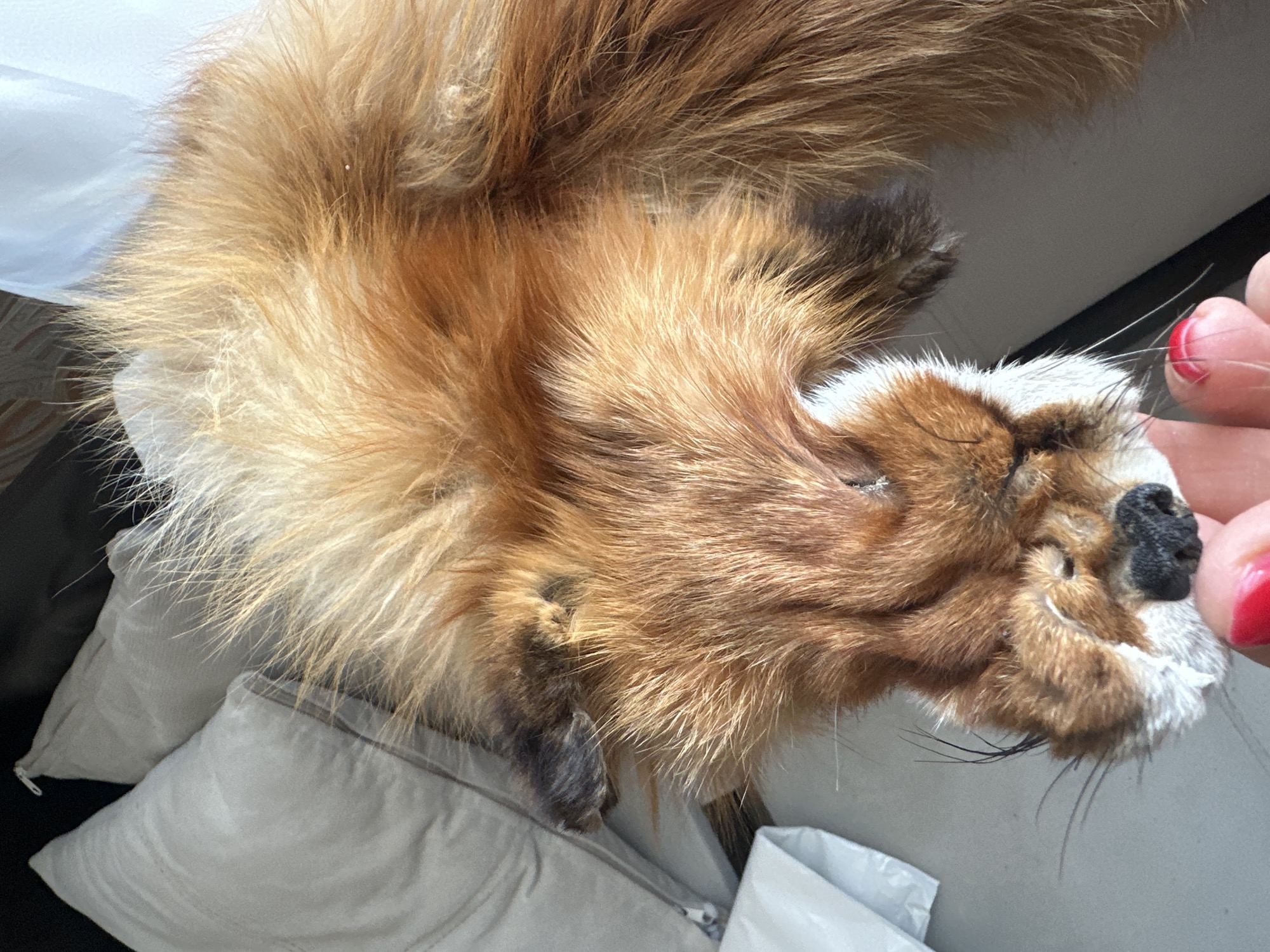An overhead close-up shot shows the taxidermied head and part of the body of a red fox, lying on a couch with white pillows. A person's hand with red painted fingernails is gently touching the fox's snout, near its whiskers. The fox has dark eyes, a black nose, and its fur is a mix of auburn and lighter blonde tones. The background includes light-colored pillows and a neutral-colored couch, suggesting an indoor setting. The image does not provide any information that would allow for determination of its location within Novoaltaysk, Russia.