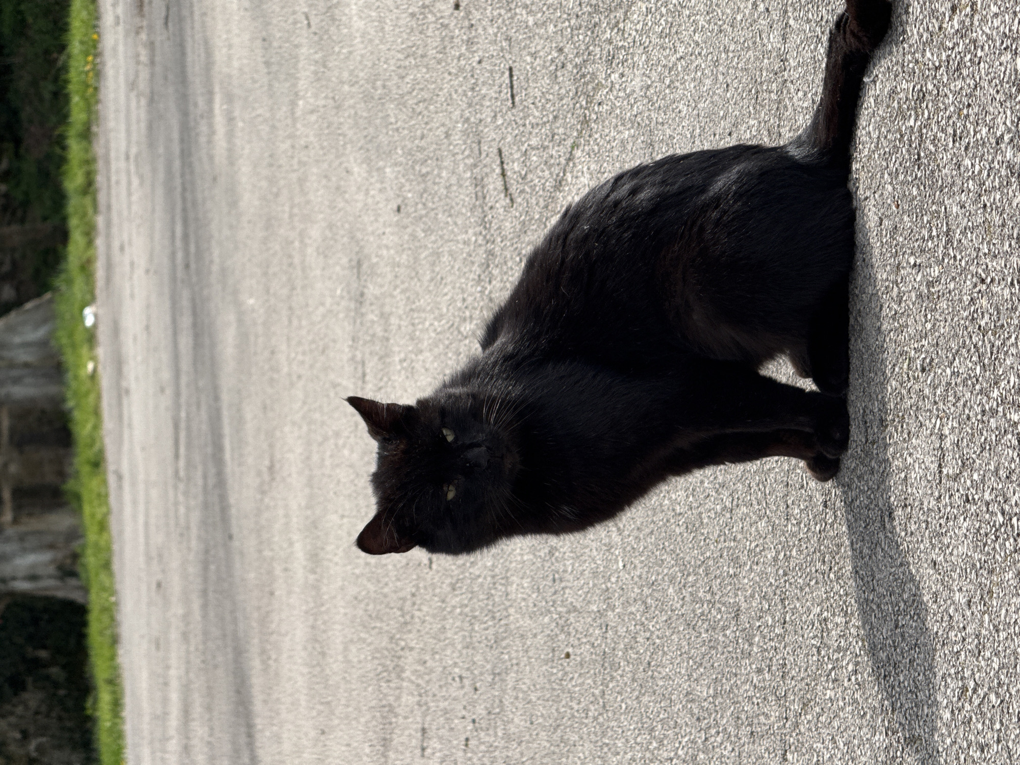 A black cat is lying on a light grey asphalt road. The road has a slight incline and appears to be a pathway or small street. To the left of the road, there is a strip of green grass and some vegetation. In the background, blurry structures suggest a building or wall. The scene is likely in a residential area, given the presence of the road and surrounding greenery. There is no evidence to verify this scene is in Pleven, Bulgaria.