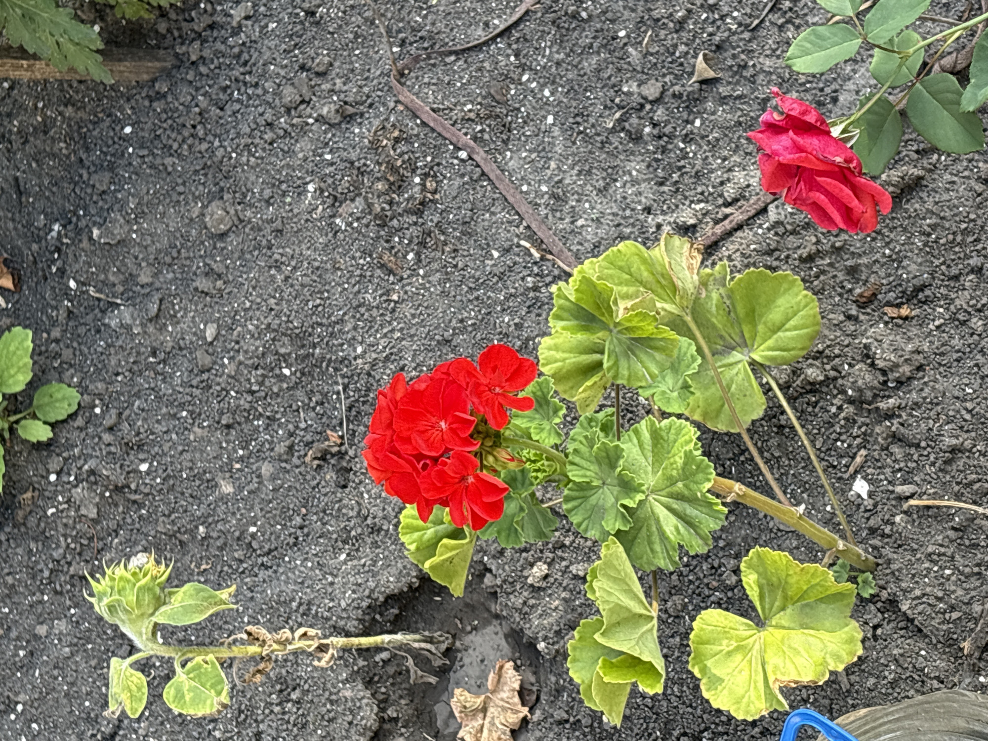 The image shows a close-up view of a garden bed with dark, granular soil. A cluster of vibrant red geranium flowers is prominent in the center, surrounded by large, lobed green leaves. To the left, a wilting sunflower plant with a green, unopened bud and dry, brown lower leaves stands partially visible. To the right and slightly lower, a single red rose bloom with delicate petals is captured. The ground is sparsely populated with small white specks, possibly pebbles or perlite. A dried brown twig lies across the soil. A portion of a blue plastic object and a grey cylindrical object are visible on the far left edge of the frame, suggesting the presence of gardening tools or equipment. The lighting suggests it is daytime with soft sunlight. The scene is likely an outdoor garden in a residential or communal area in Lanivtsi, Ukraine. There are no people visible in the image.