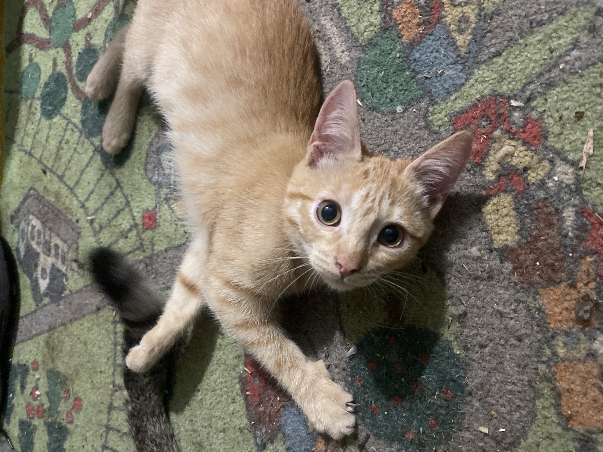An orange tabby kitten lies on its back on a patterned carpet. The kitten's eyes are wide open and looking at the camera. Its front paws are extended, and its hind legs are bent. The carpet has a colorful abstract pattern with green, red, and brown tones. There is some debris scattered on the carpet, including small pieces of straw and fuzz. The background is out of focus.