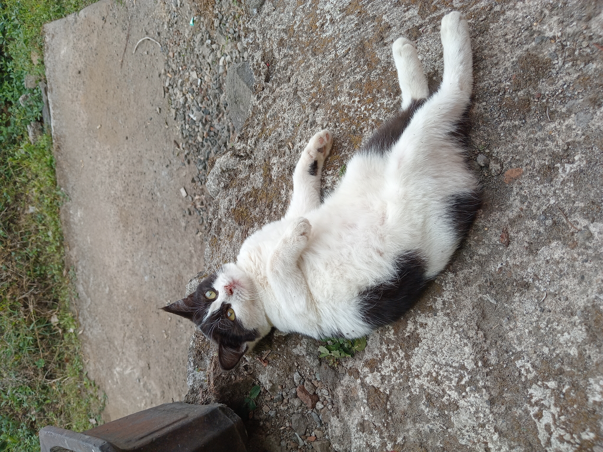 A black and white cat is lying on its back on a rough, grey concrete surface. The cat's belly is exposed, and its paws are resting on its chest. Its eyes are open and green. In the background, there is a dirt path, some gravel, and green foliage. The scene is outdoors.