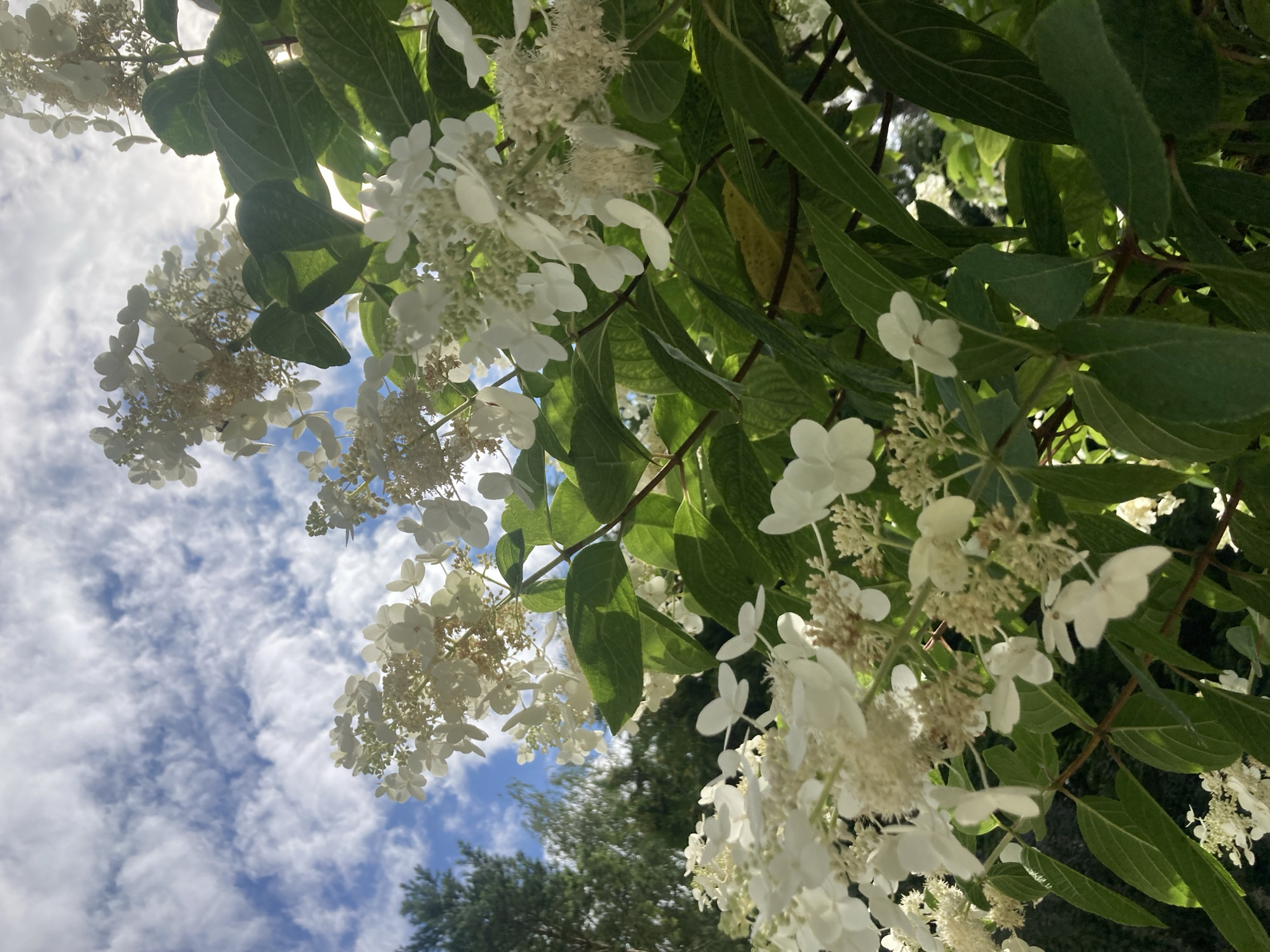 The image shows a close-up view of white hydrangeas in bloom, with lush green leaves. The flowers are clustered in large, conical panicles, and some individual florets are visible. The background features a bright blue sky with wispy white clouds, suggesting an outdoor setting on a sunny day. In the distance, blurred greenery indicates trees and possibly other foliage. The perspective is looking upwards, with the hydrangeas framed against the sky. The image does not contain any people or specific landmarks that would allow for identification of a location within Baranavichy, Belarus.